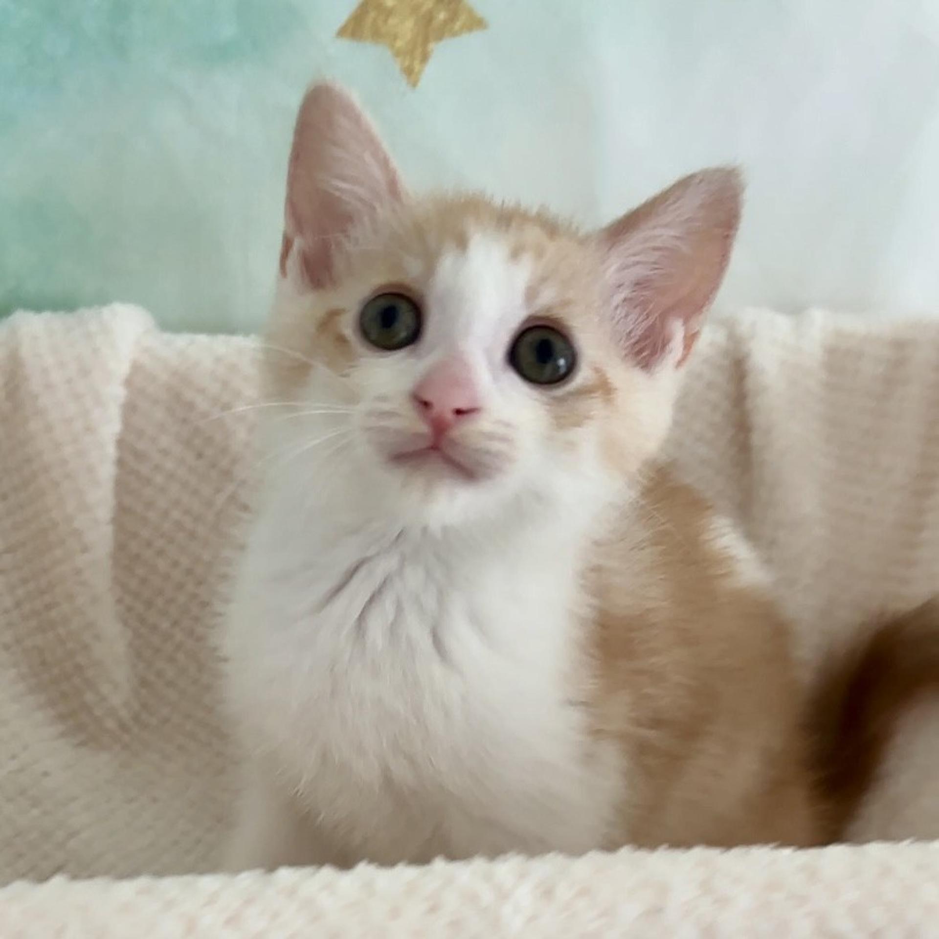 pet-image-8