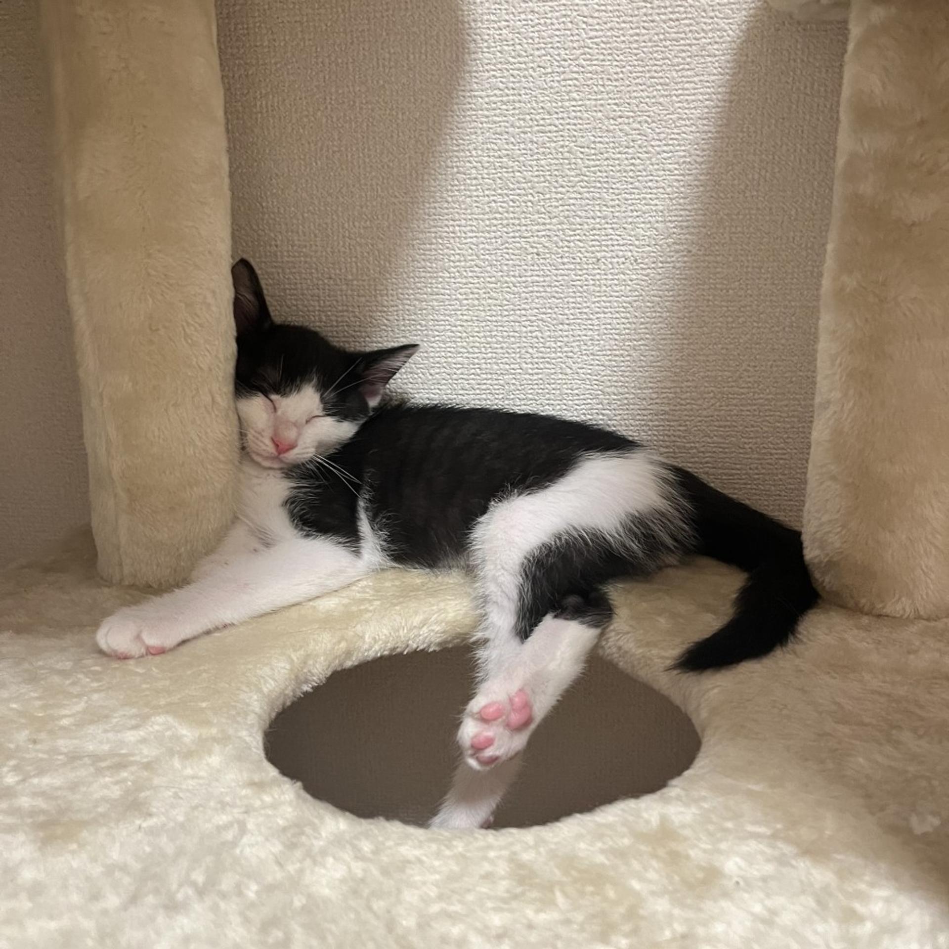 pet-image-9