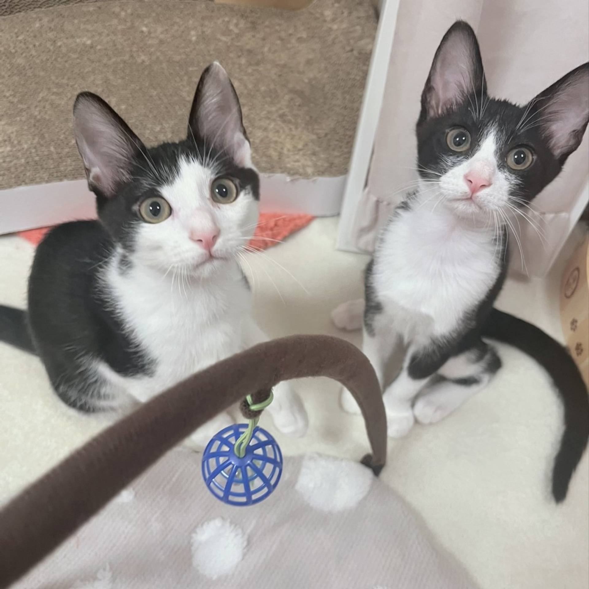雑種（ミックス猫）・メスの里親募集の写真