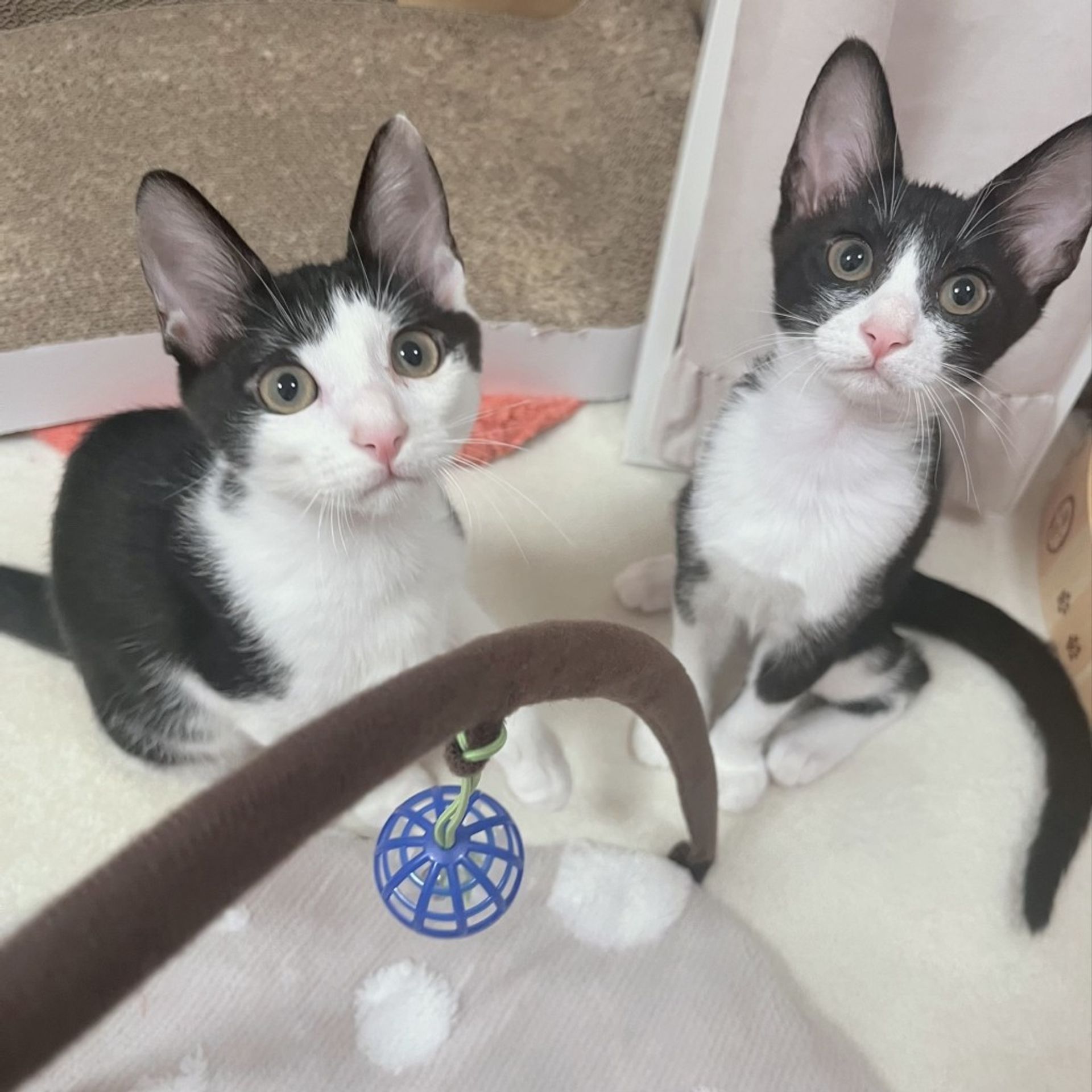 雑種（ミックス猫）・メスの里親募集の写真