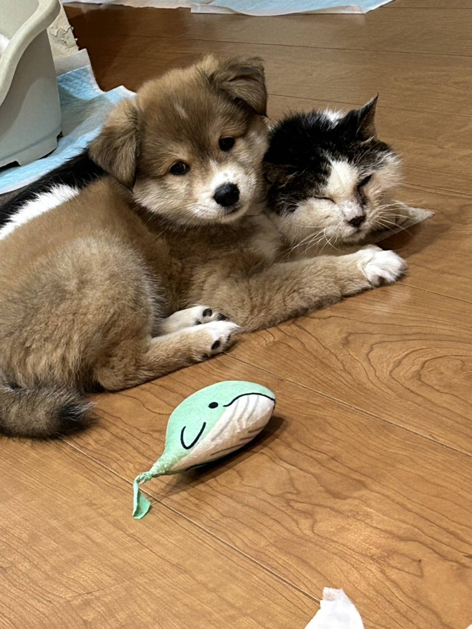 雑種（ミックス犬）・オスの里親募集の写真