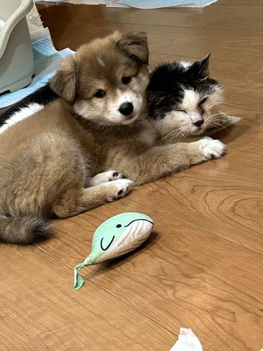サモエド風子犬パフ