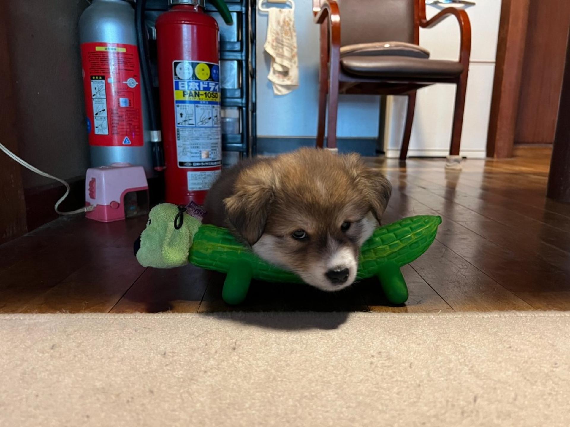 pet-image-3