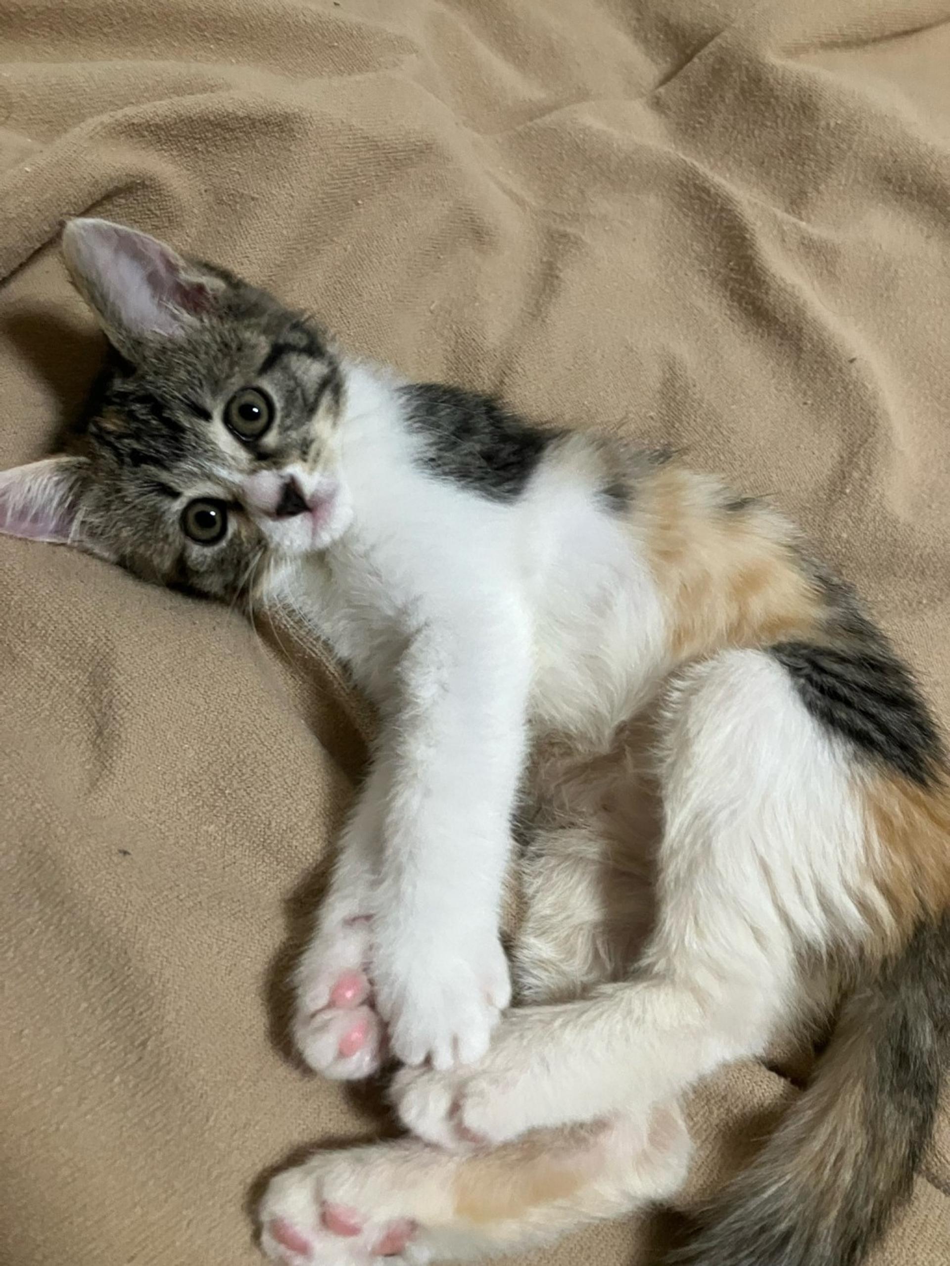 pet-image-5