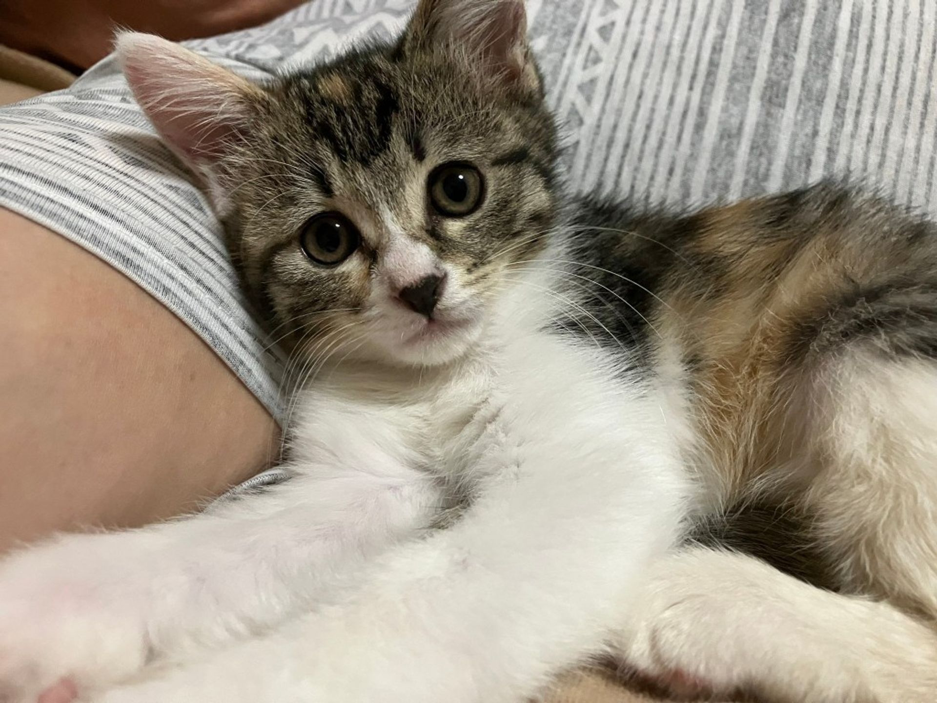 雑種（ミックス猫）・メスの里親募集の写真