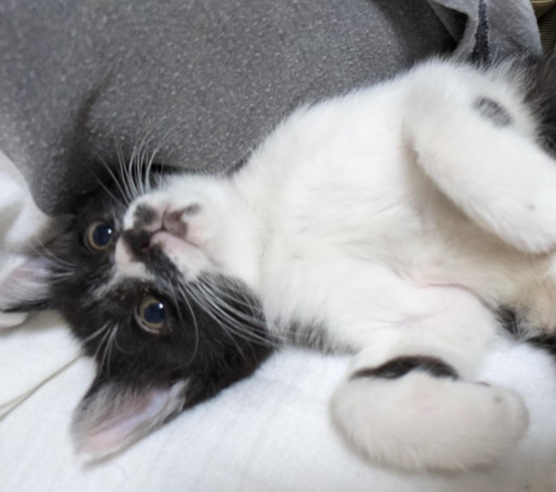 pet-image-3