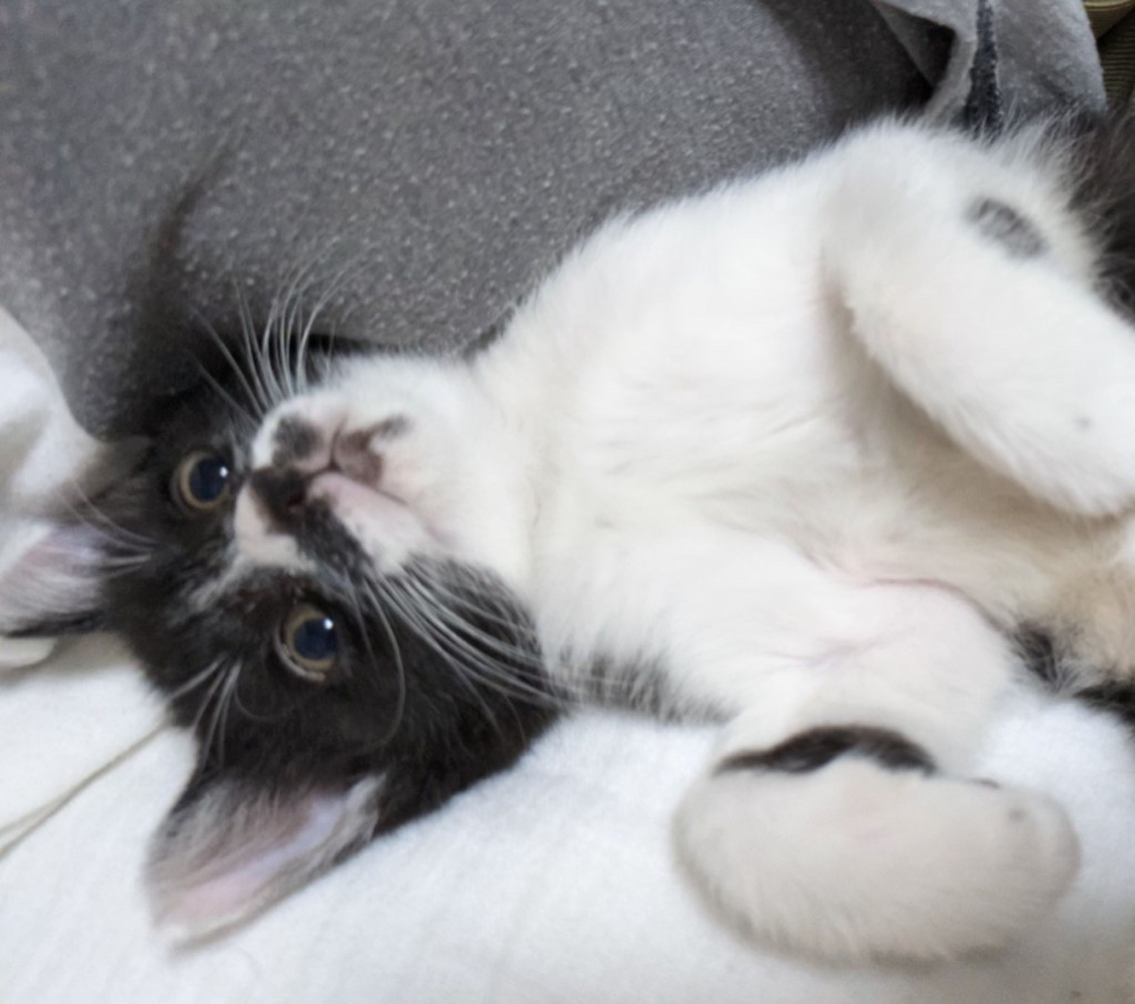pet-image-3