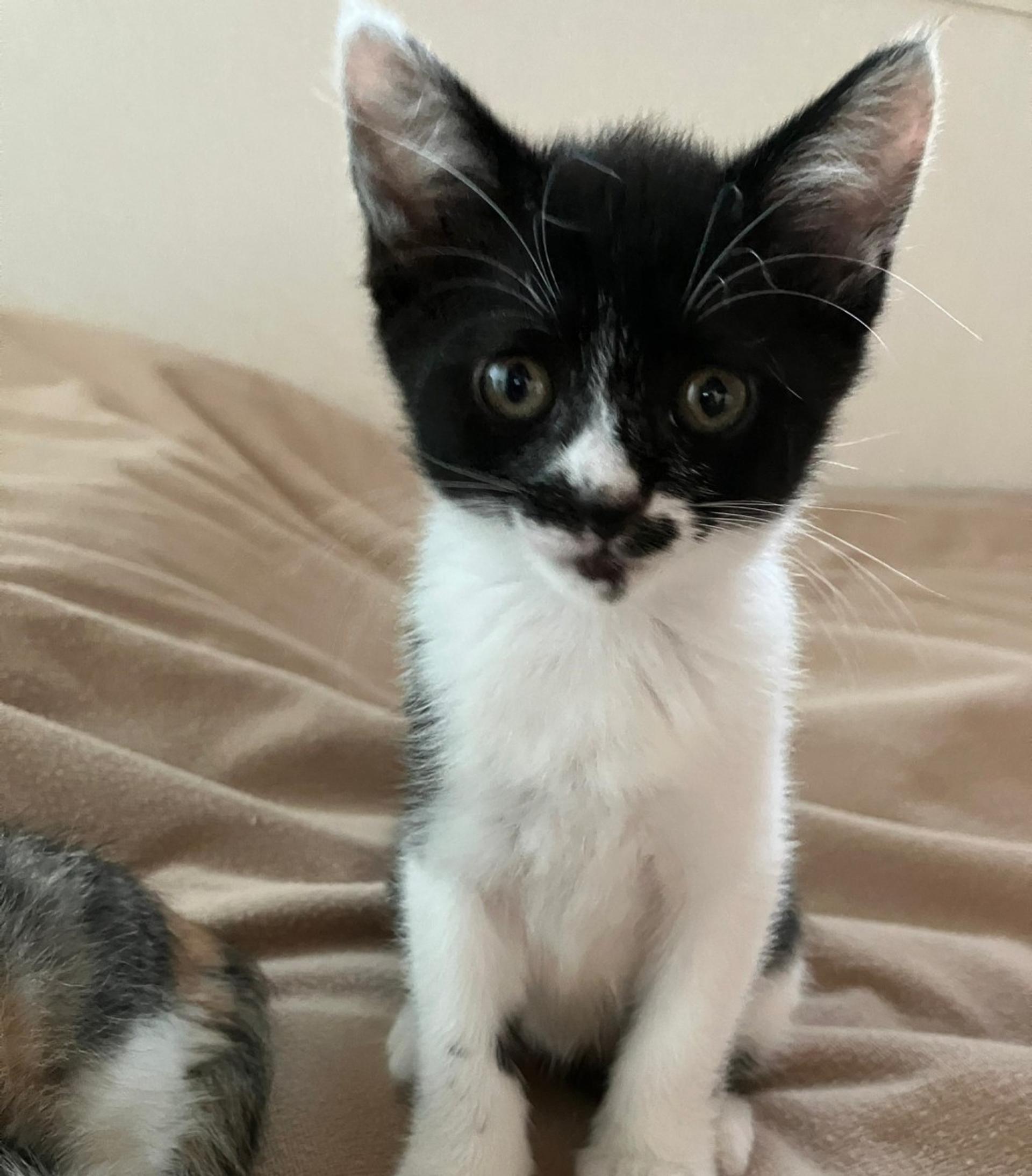 pet-image-4