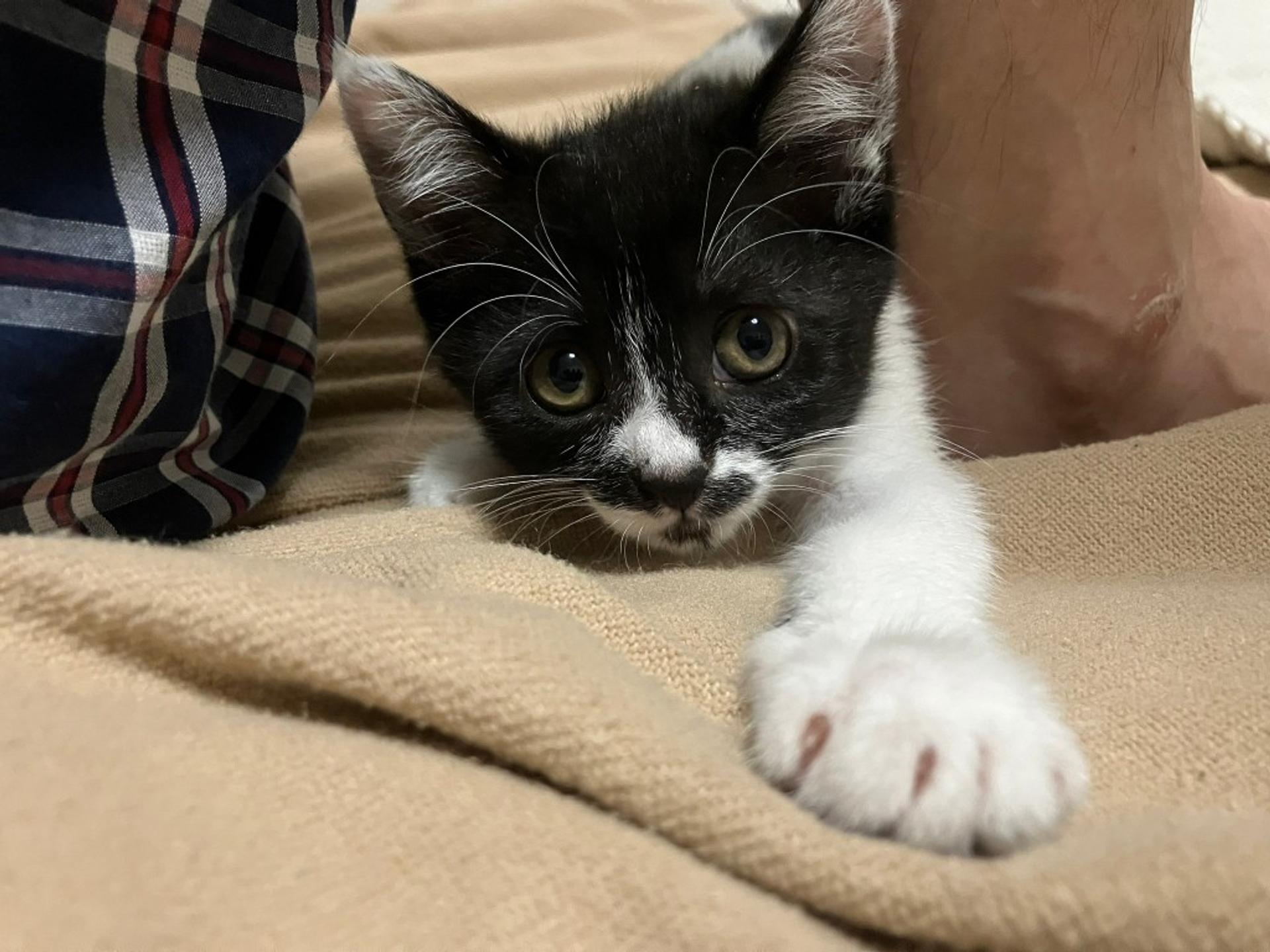 pet-image-2