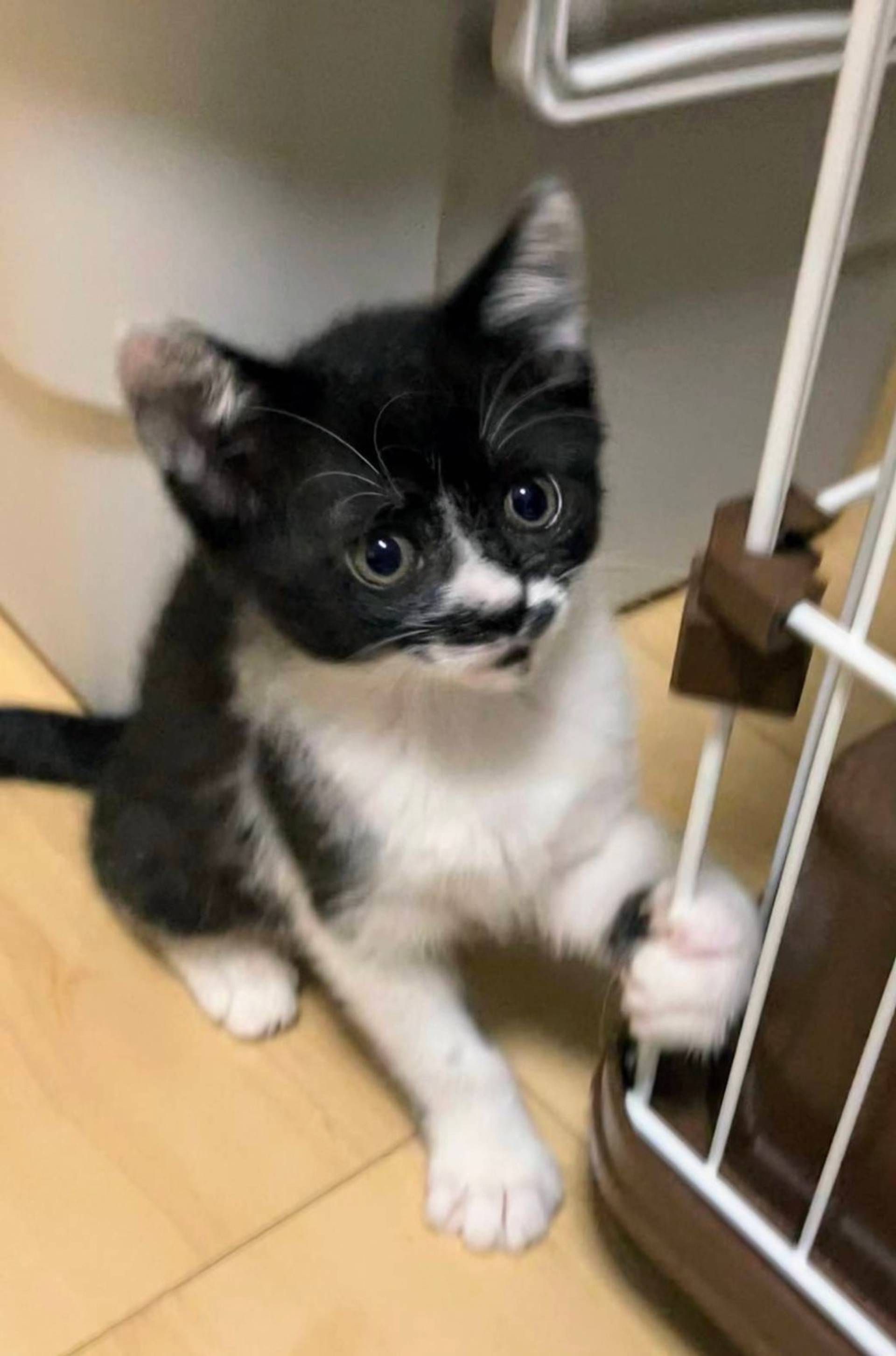 雑種（ミックス猫）・メスの里親募集の写真