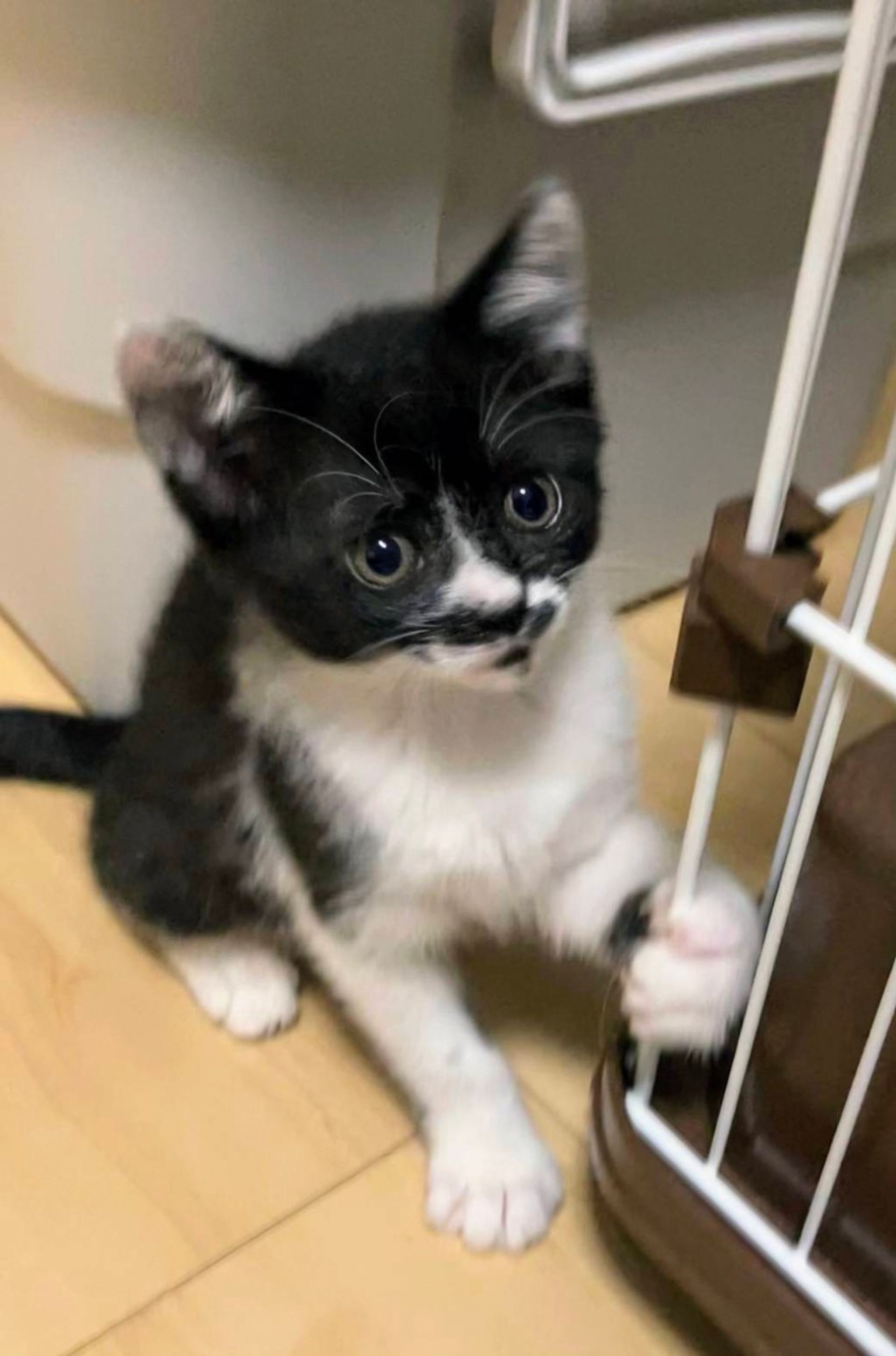 雑種（ミックス猫）・メスの里親募集の写真