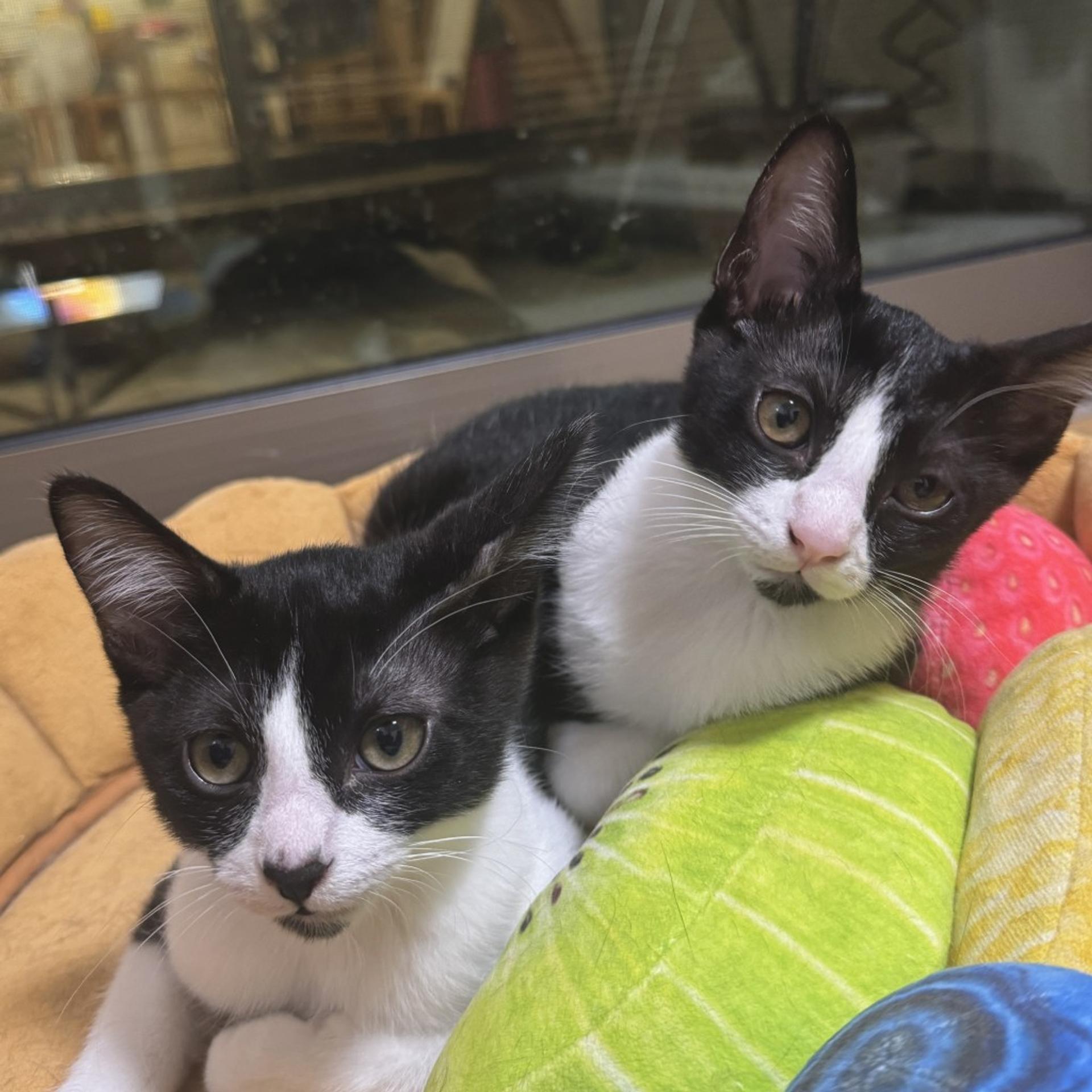 pet-image-8