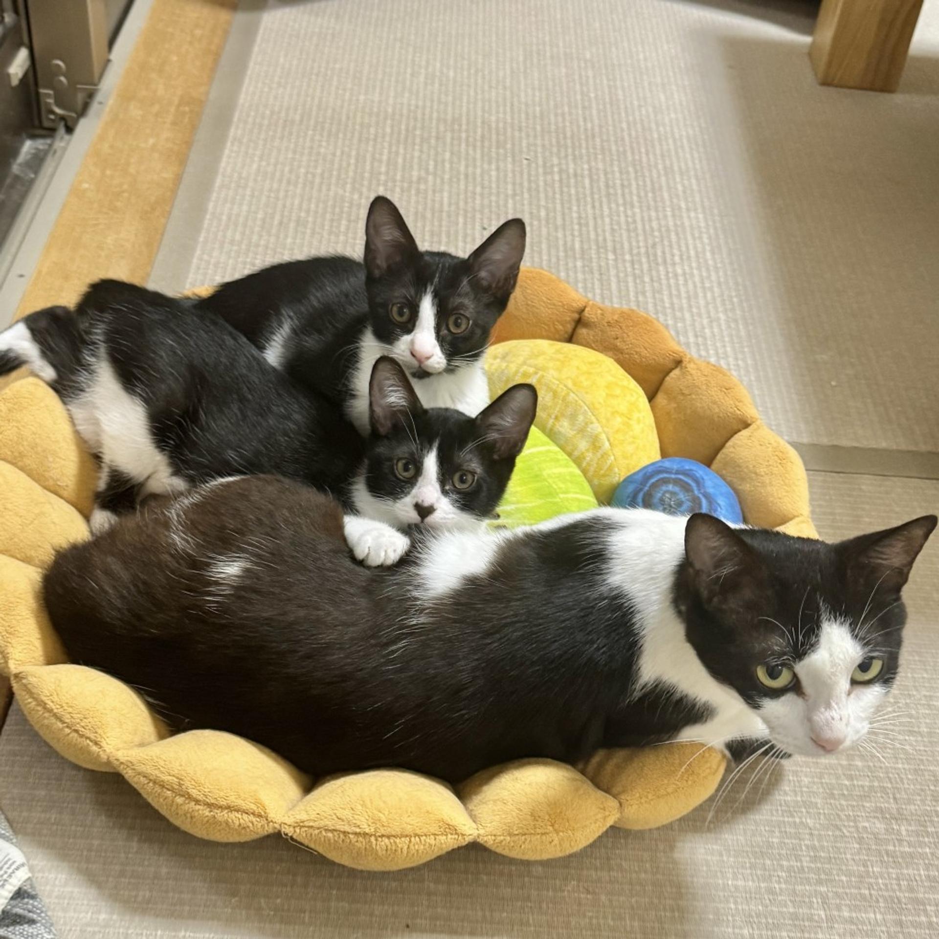 pet-image-4