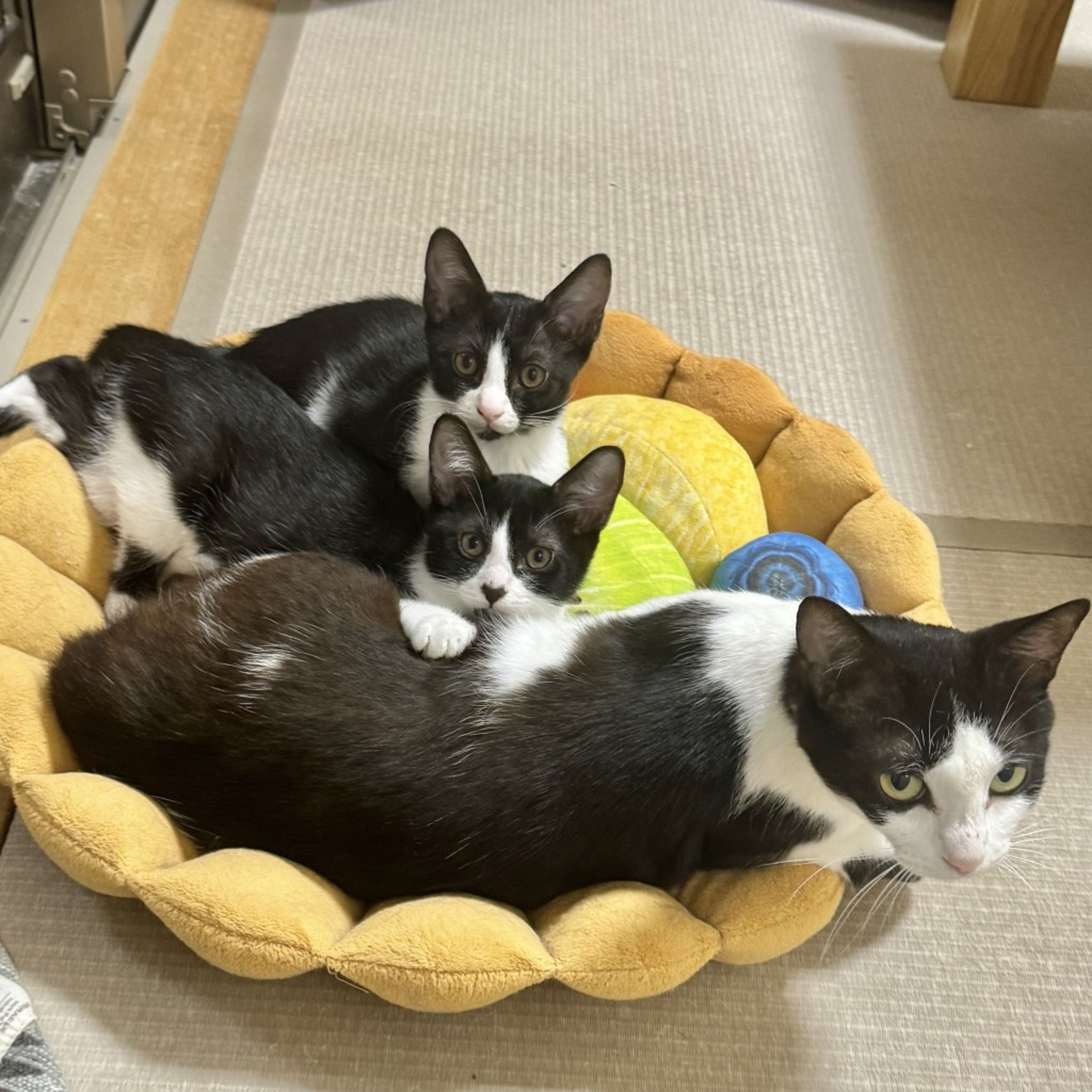 pet-image-4