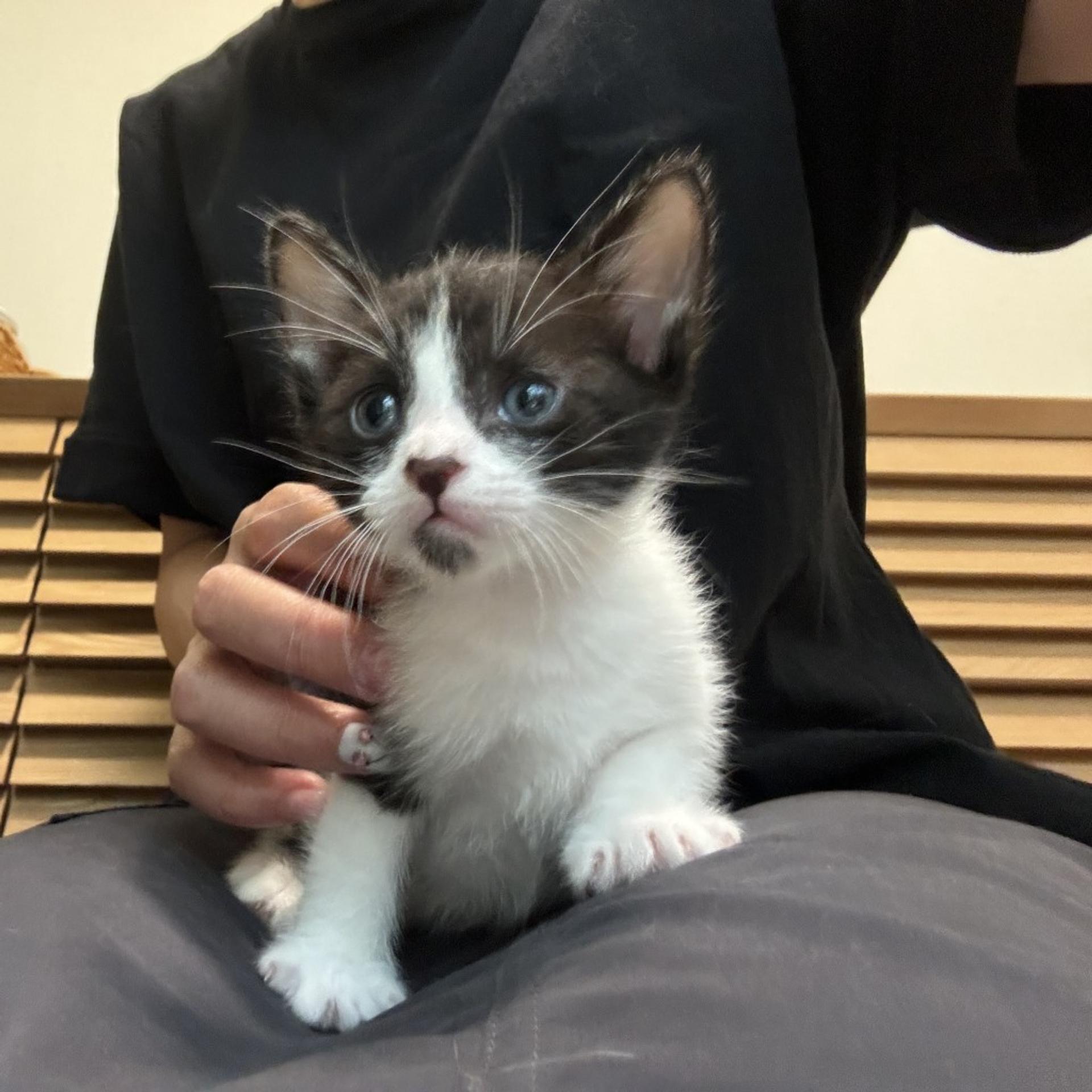 pet-image-9