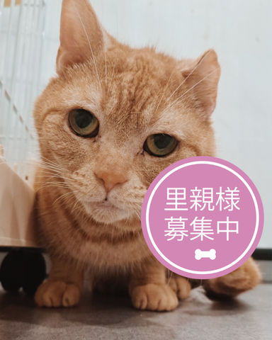 くさもち