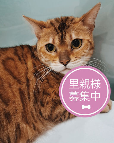 きなり