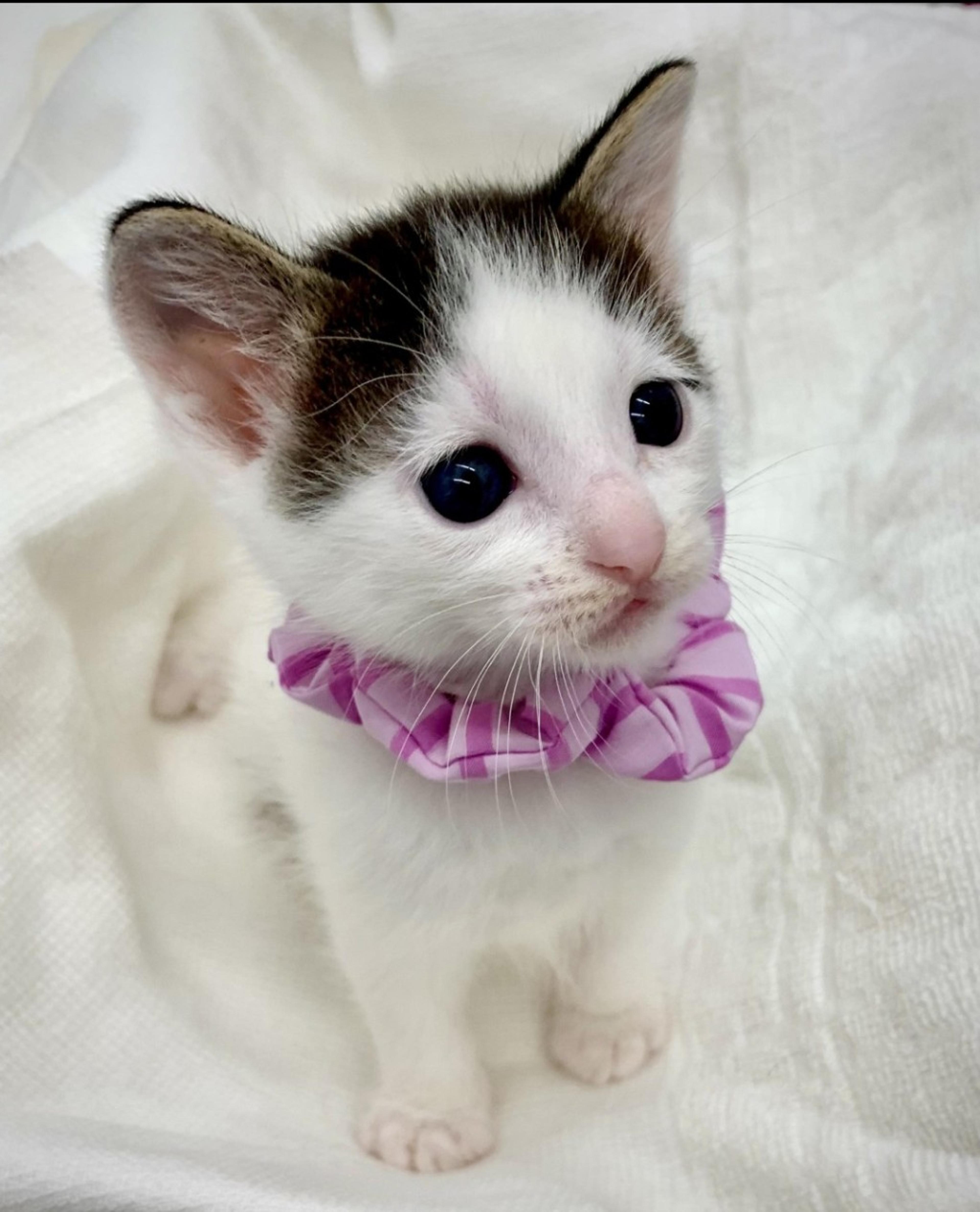 pet-image-3