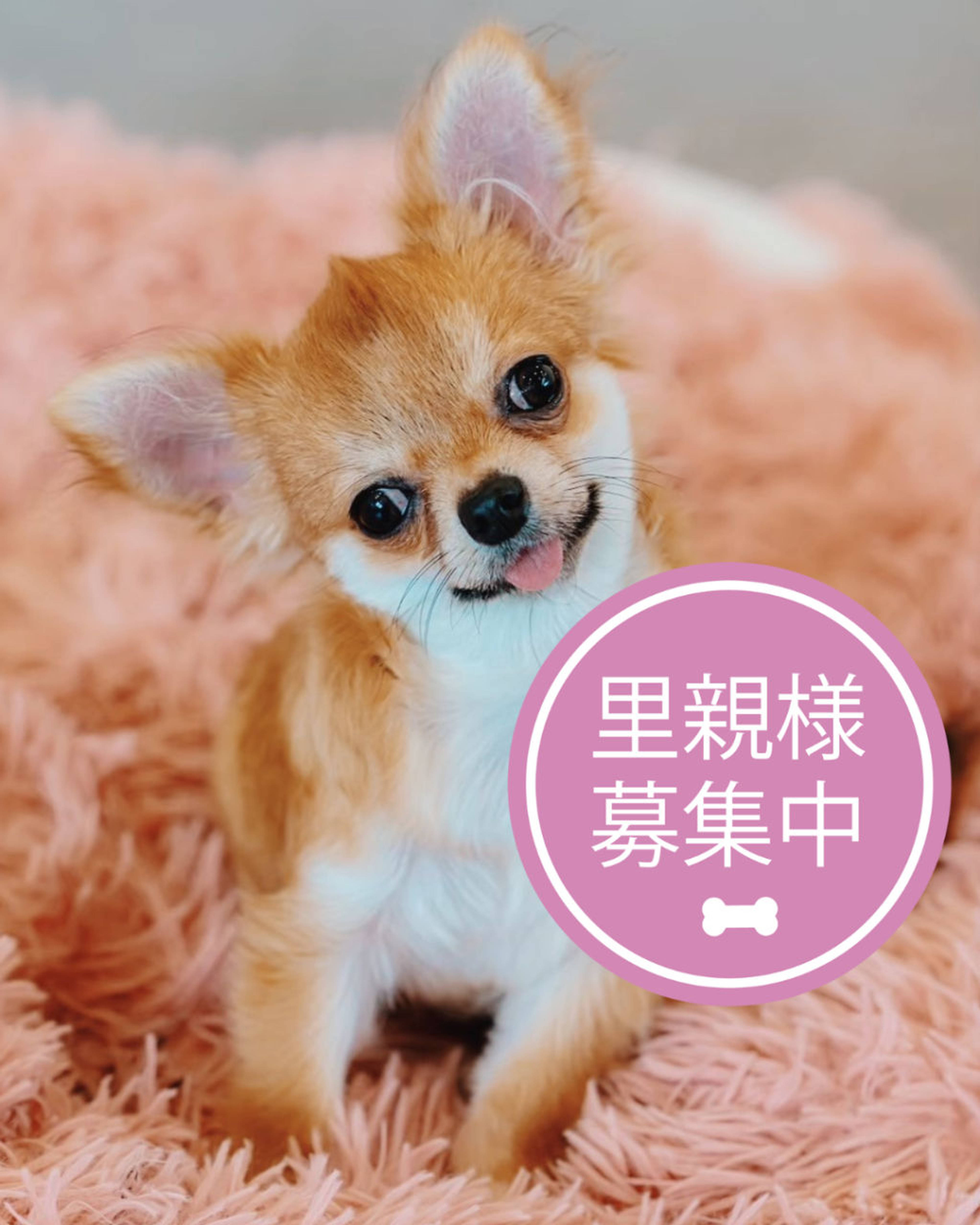 チワワ・オスの里親募集の写真