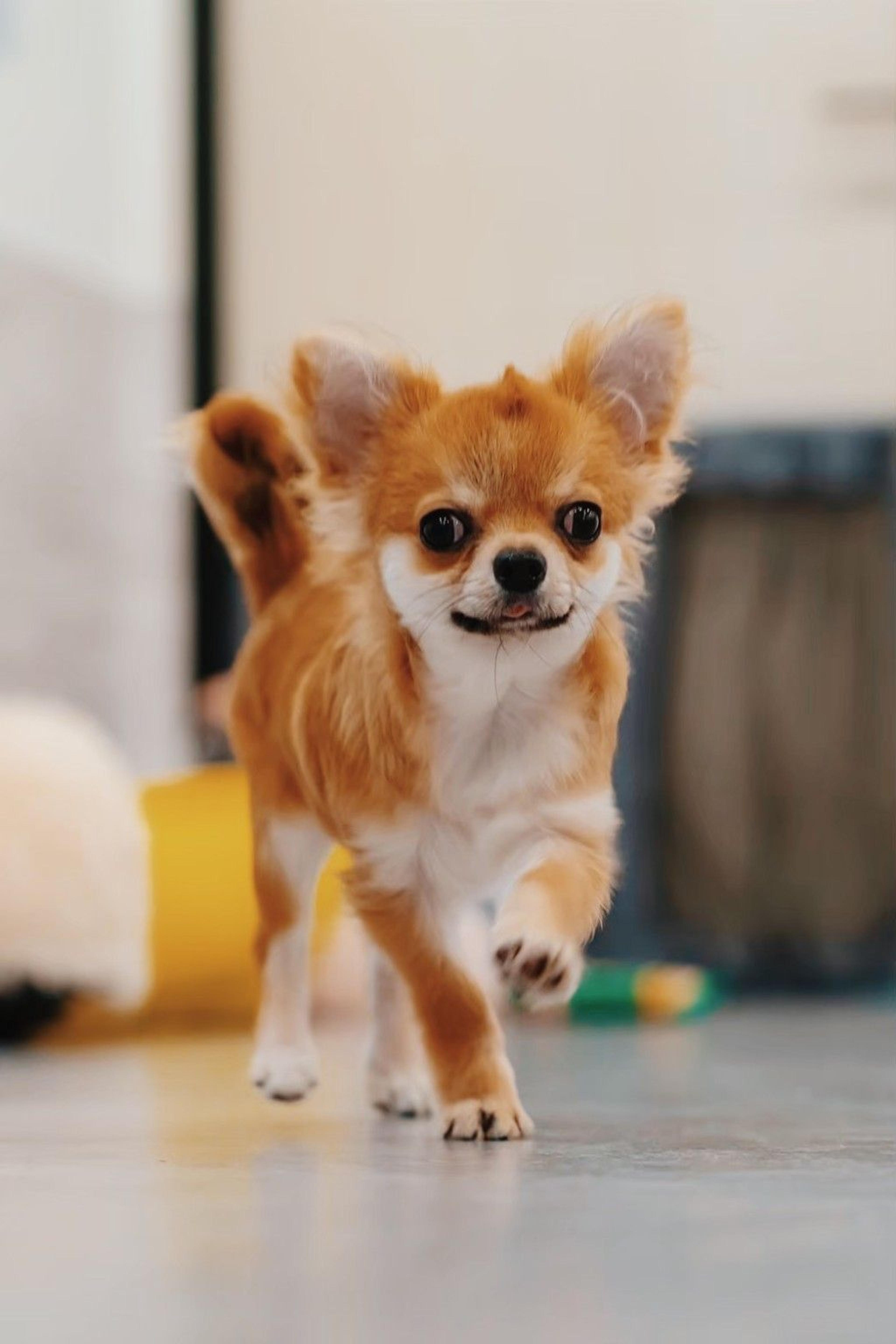pet-image-3