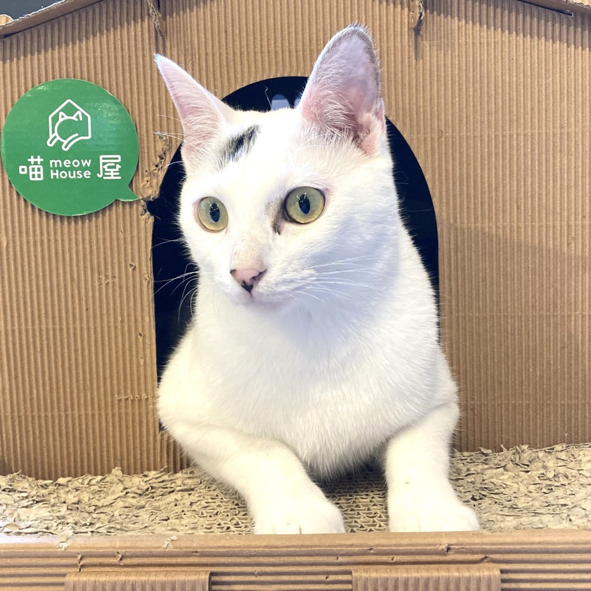 雑種（ミックス猫）・オスの里親募集の写真