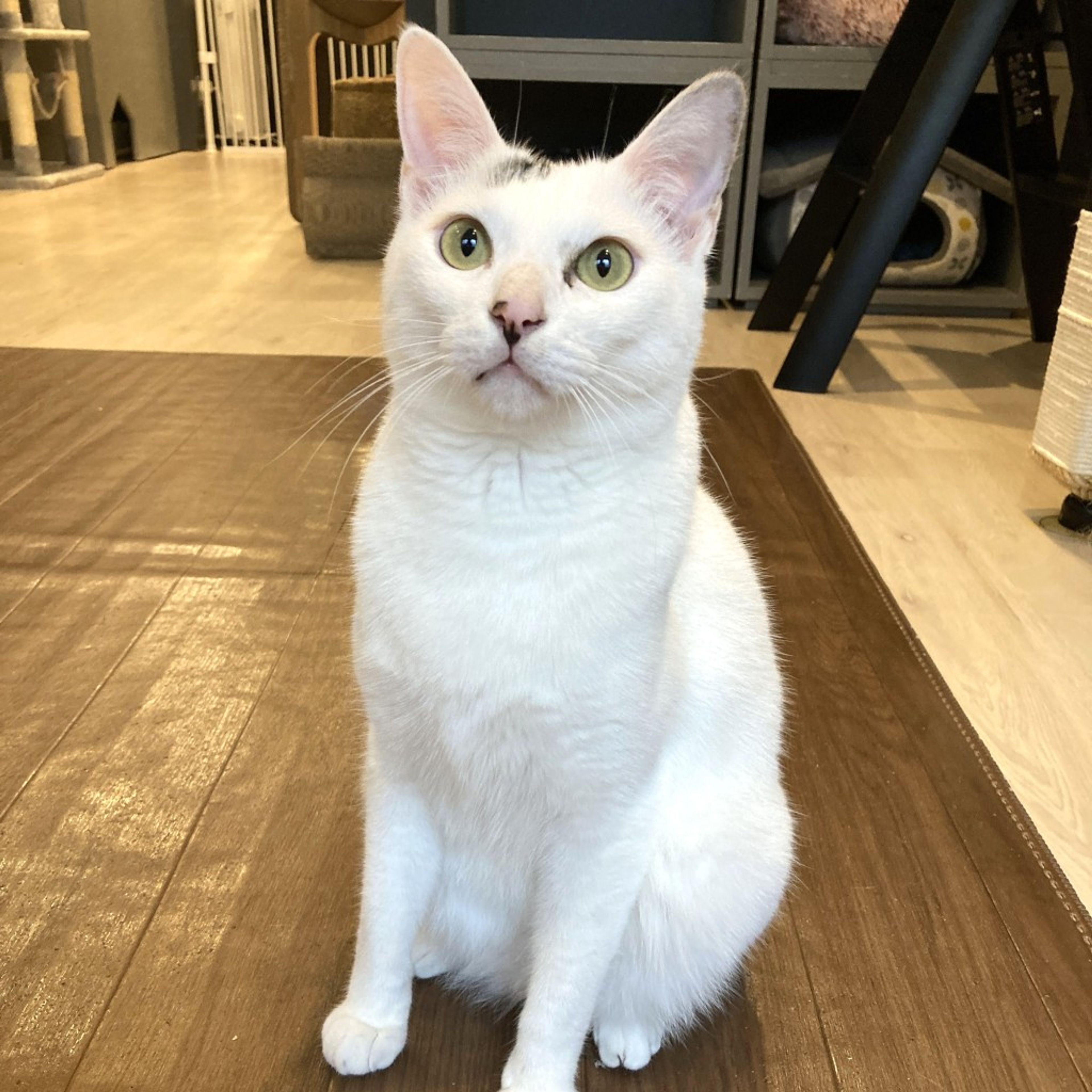 pet-image-2