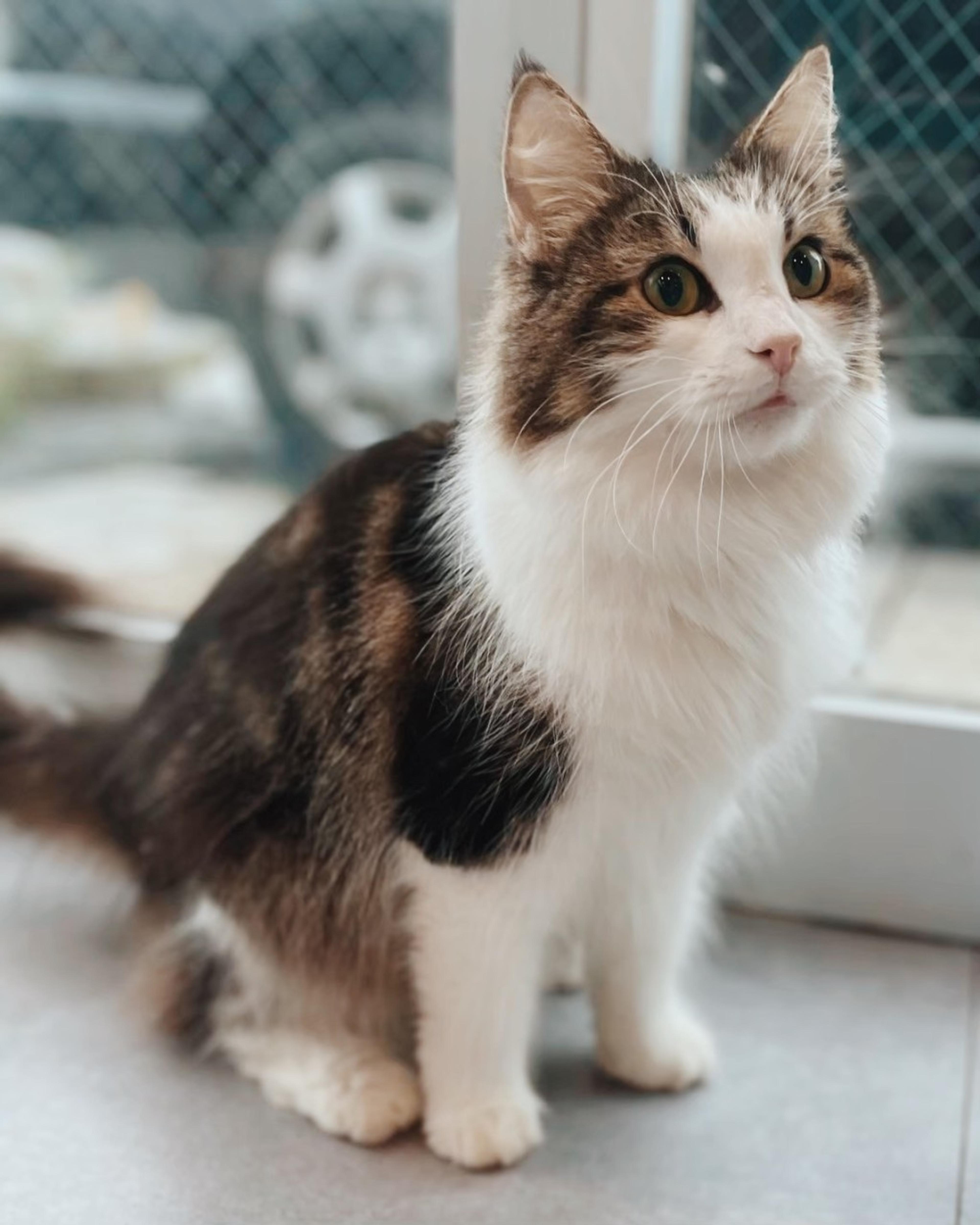 pet-image-2