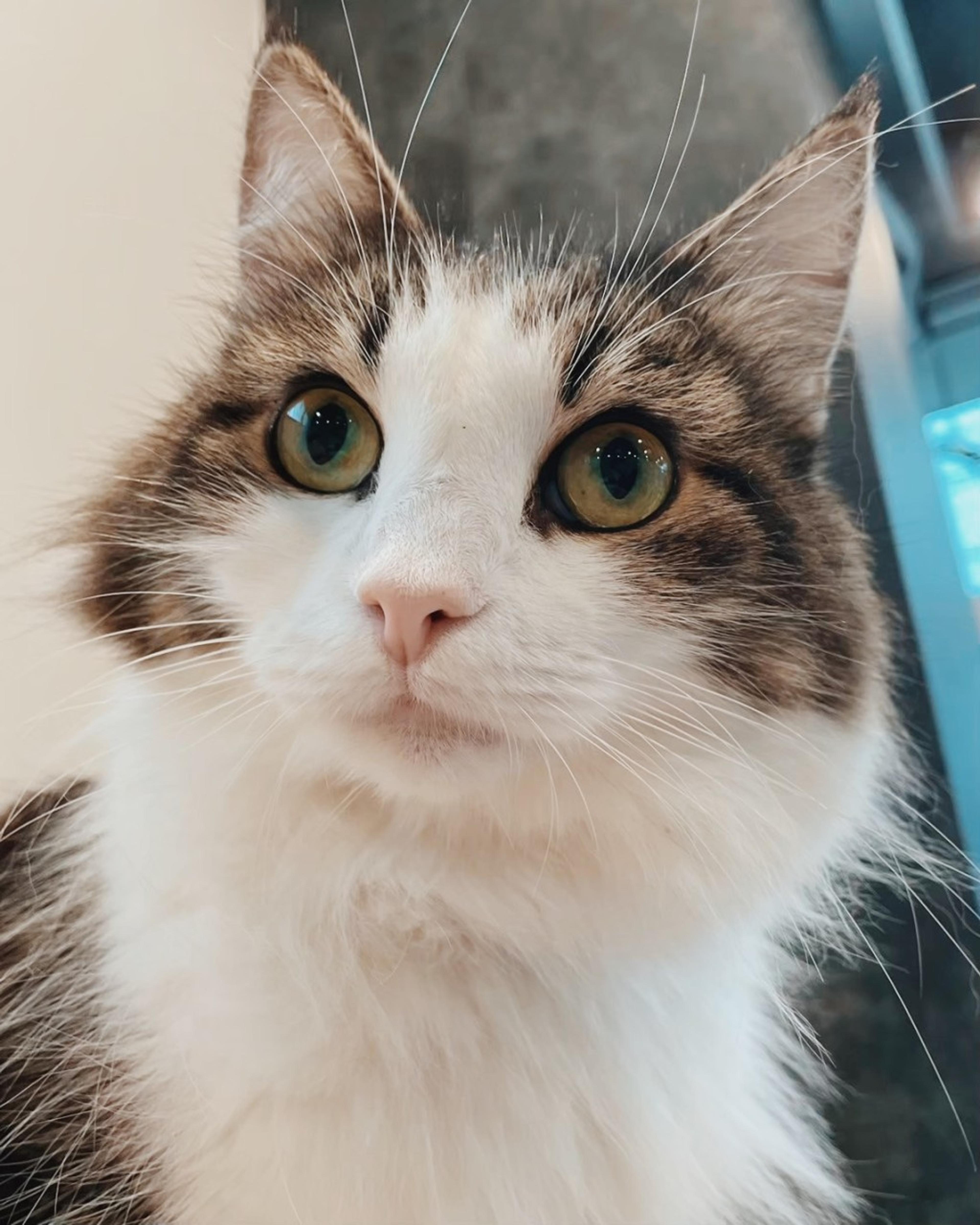 pet-image-4