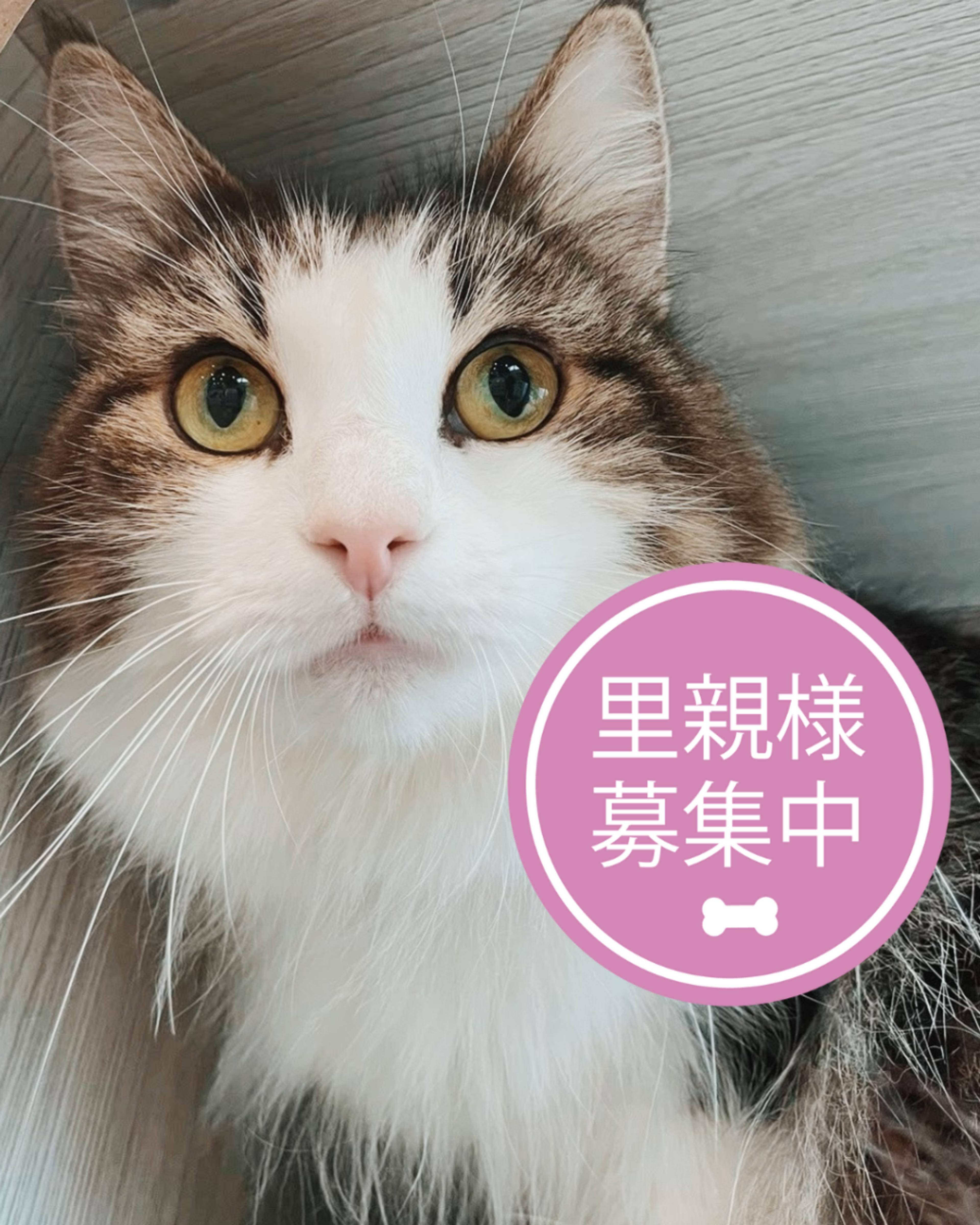 ノルウェージャンフォレストキャット・メスの里親募集の写真