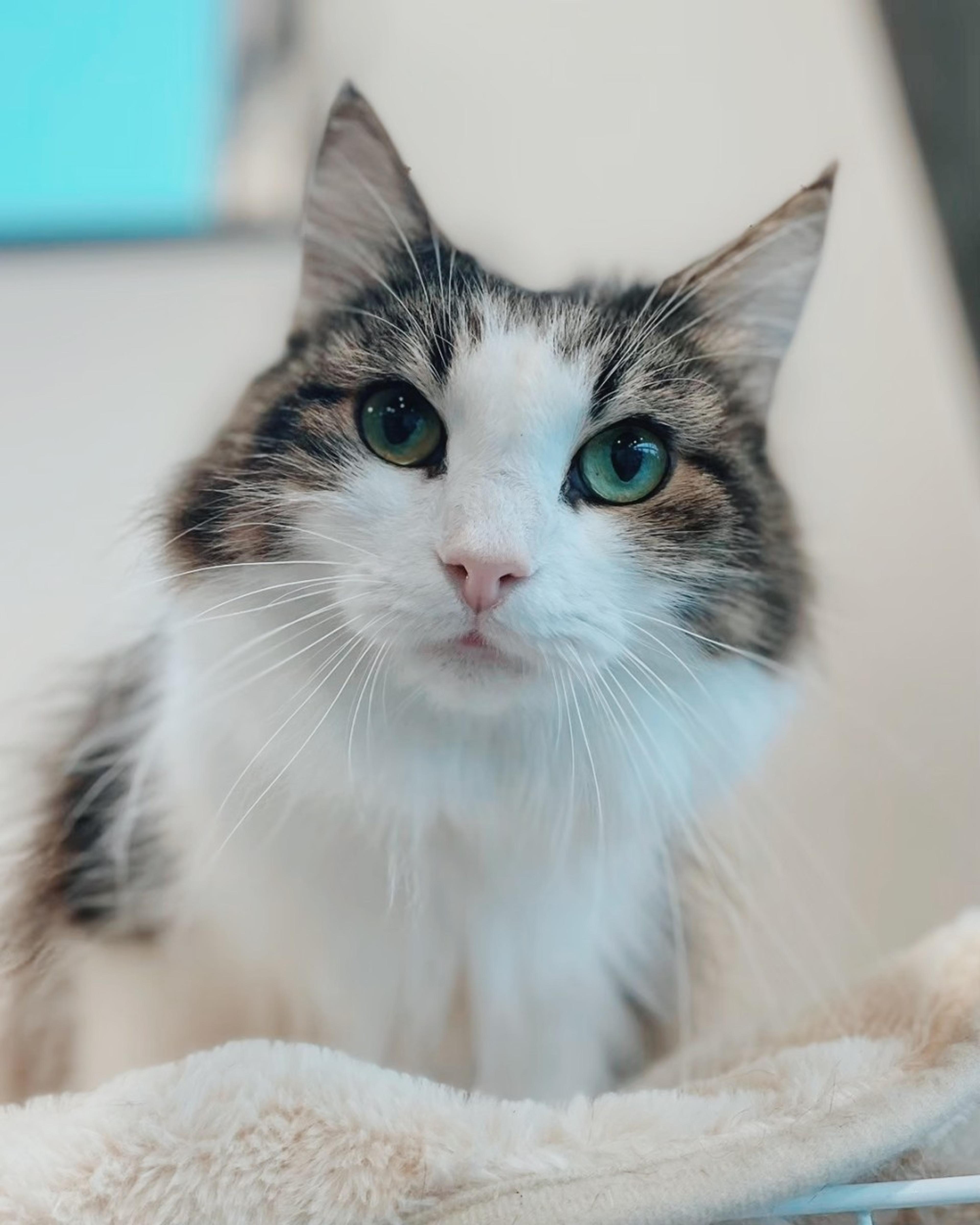 pet-image-3
