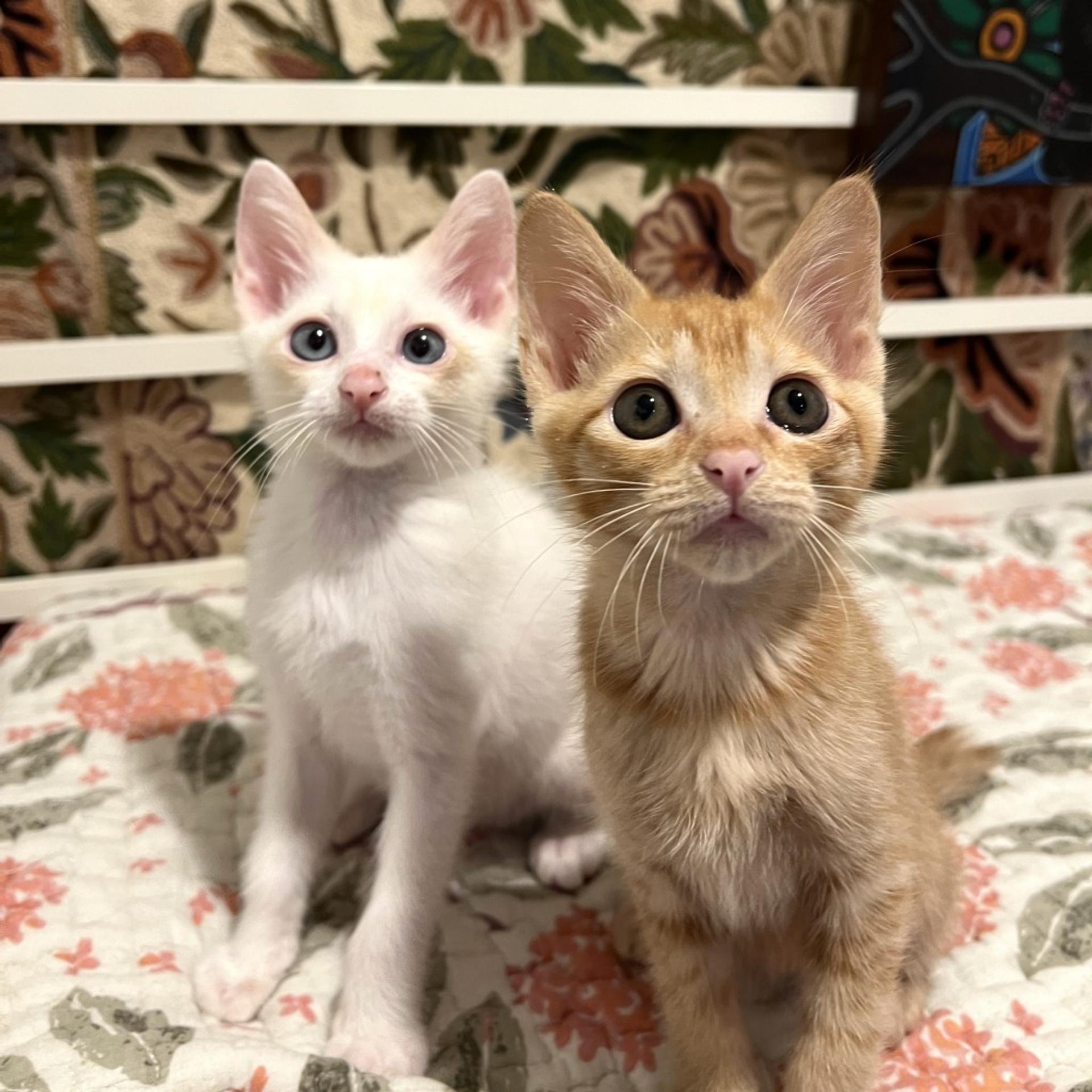 pet-image-9
