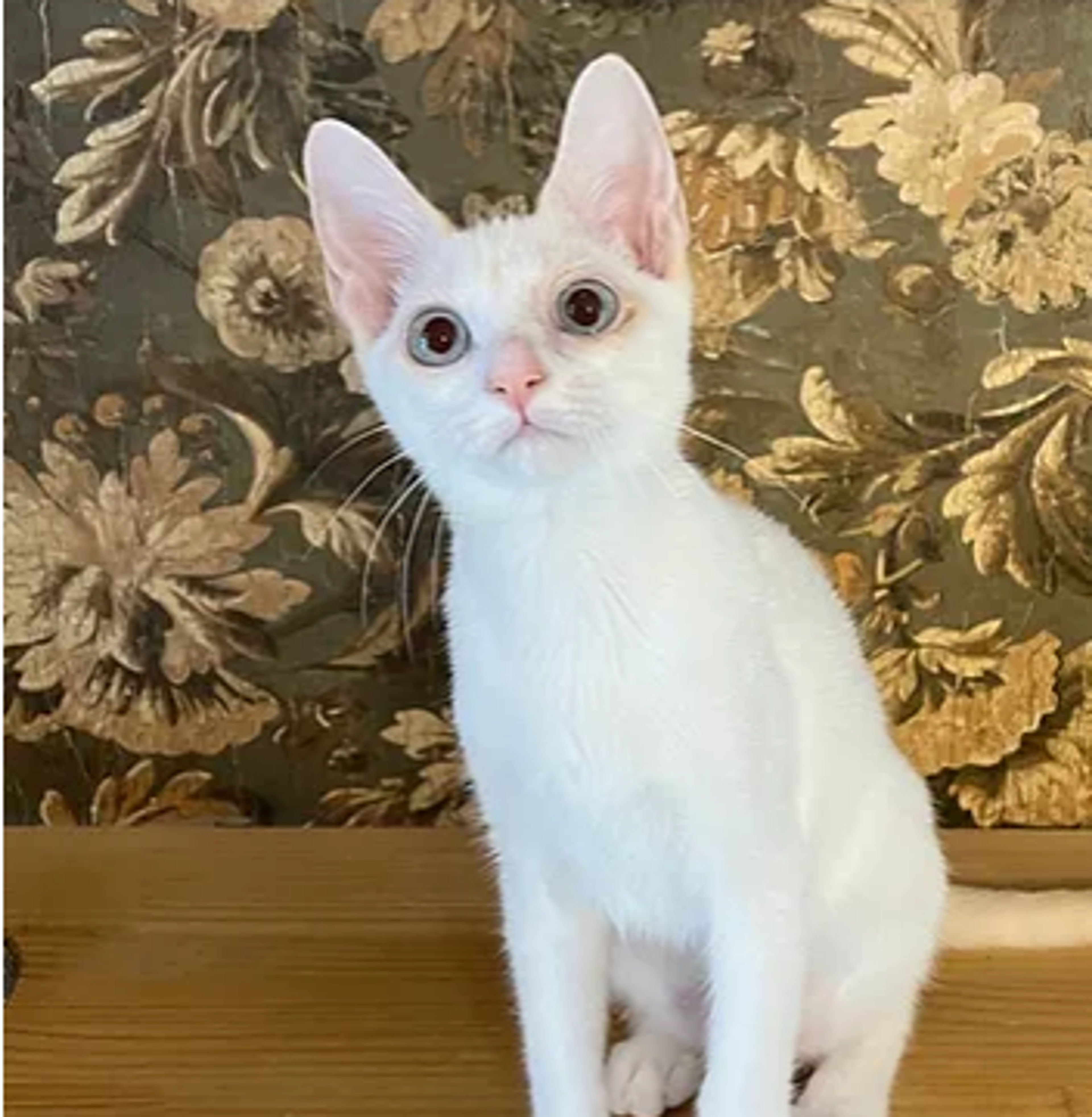 pet-image-4
