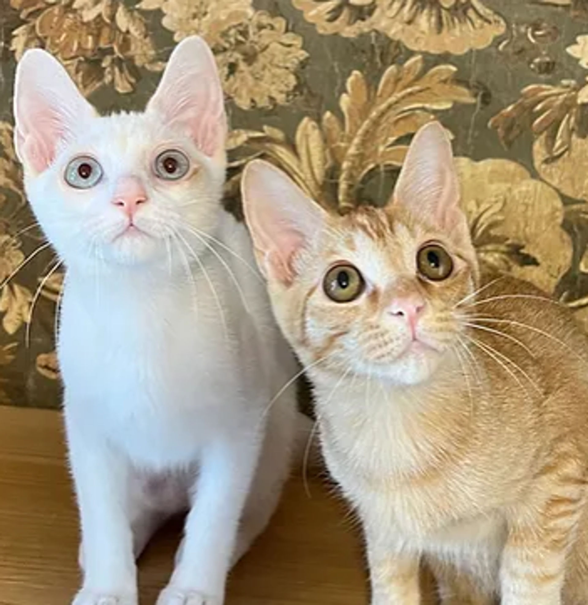 雑種（ミックス猫）・メスの里親募集の写真