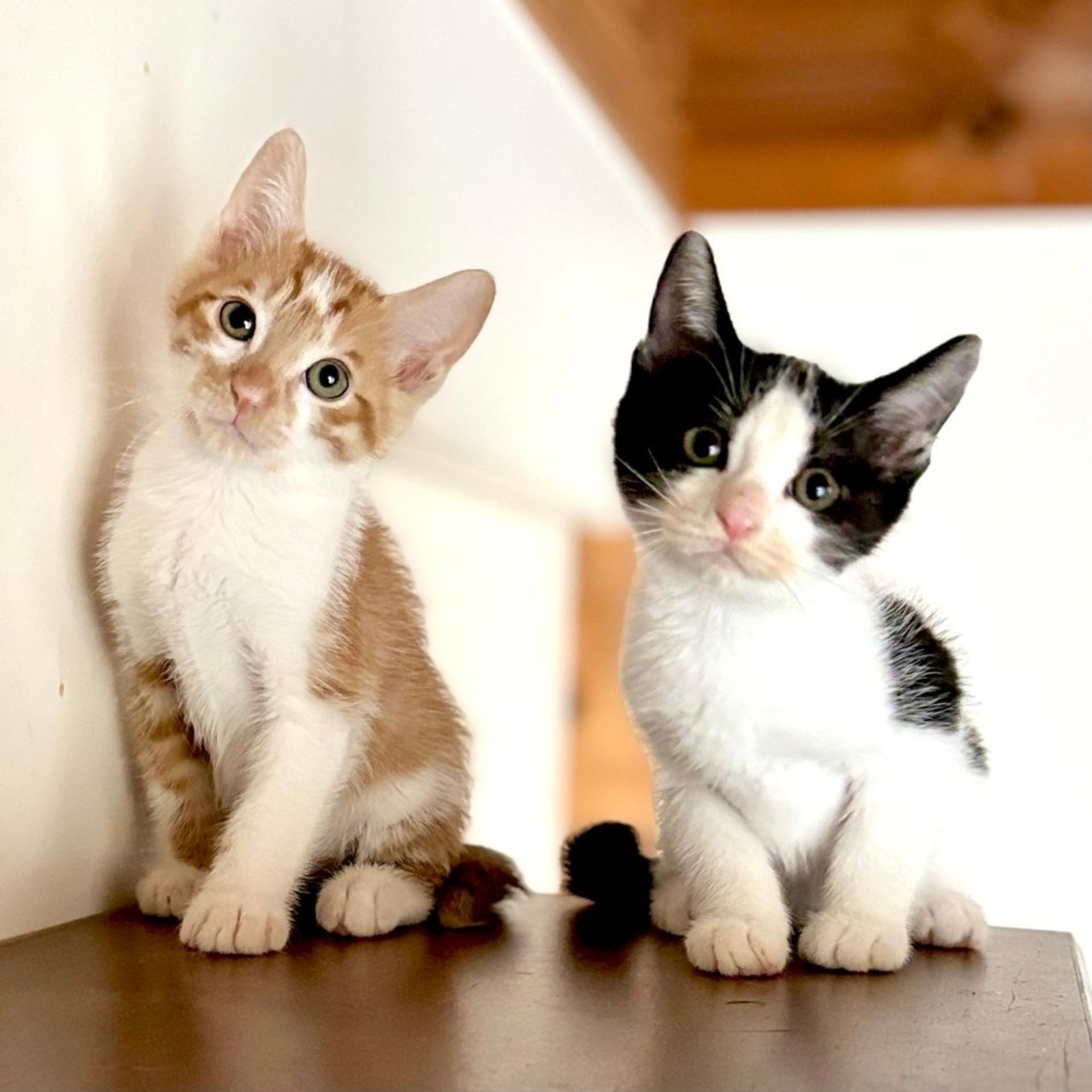 pet-image-4