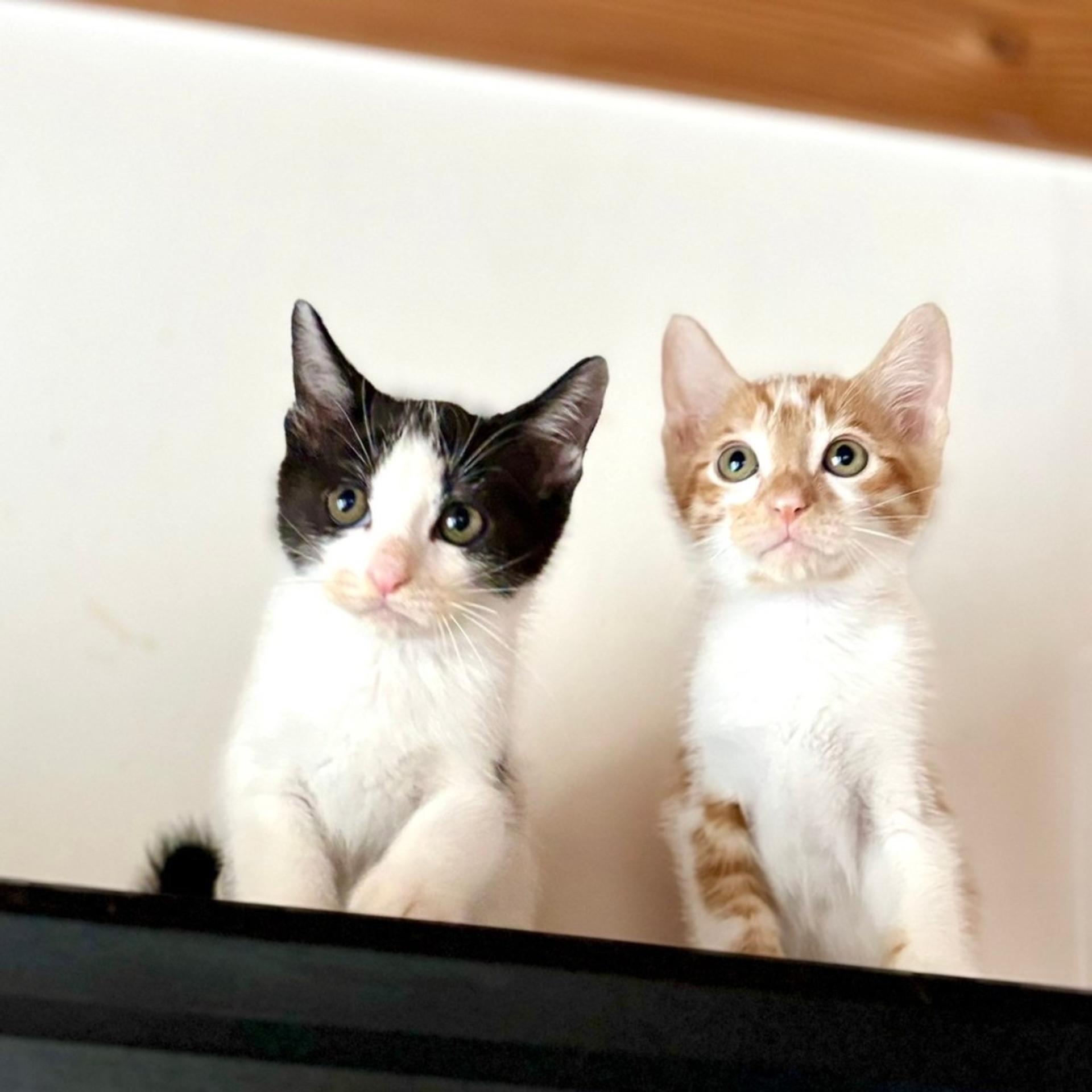 pet-image-5