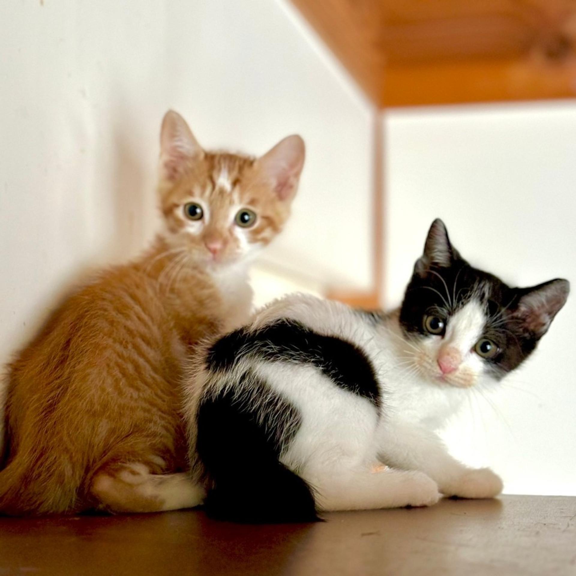 pet-image-6