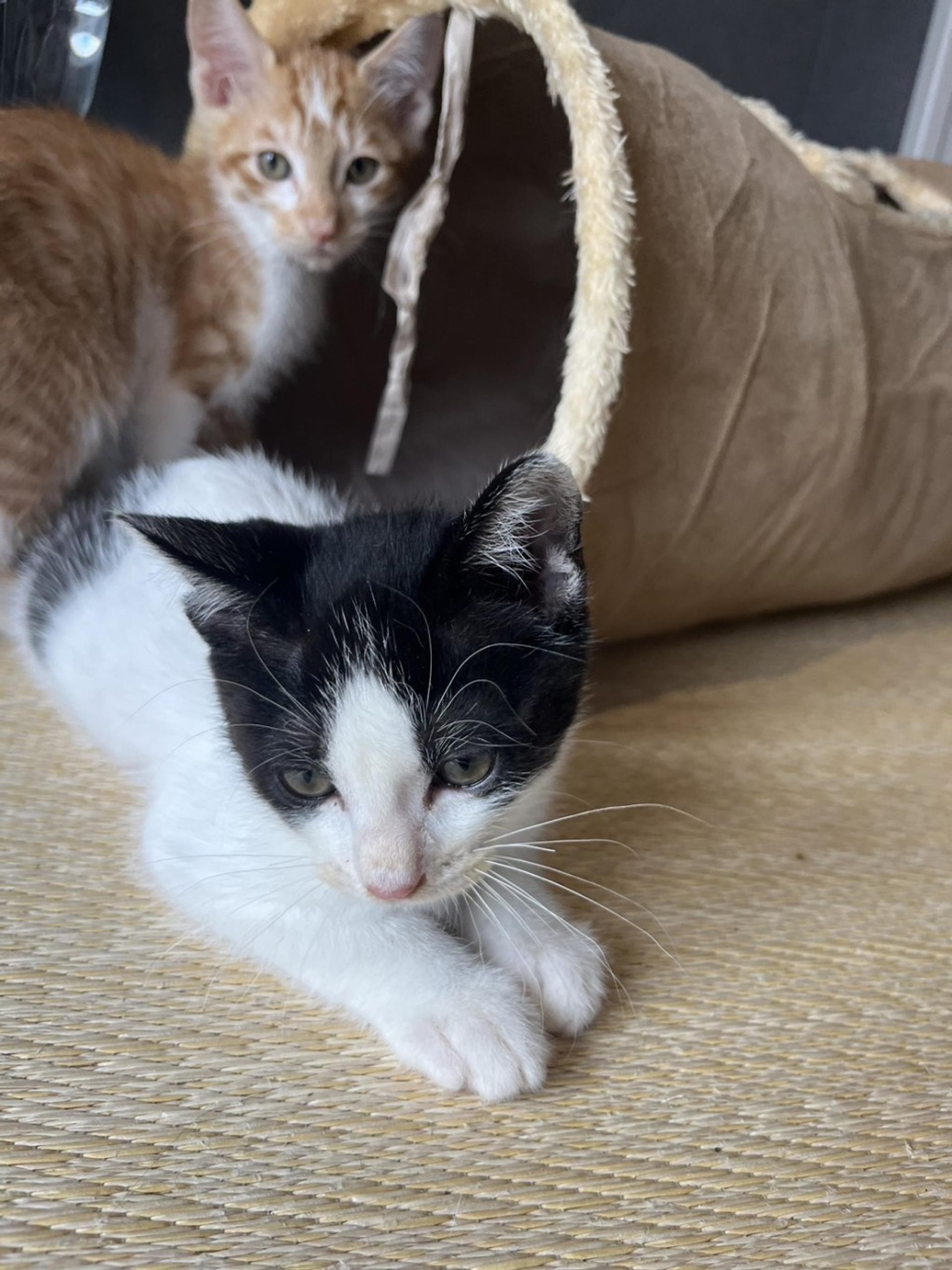 pet-image-7