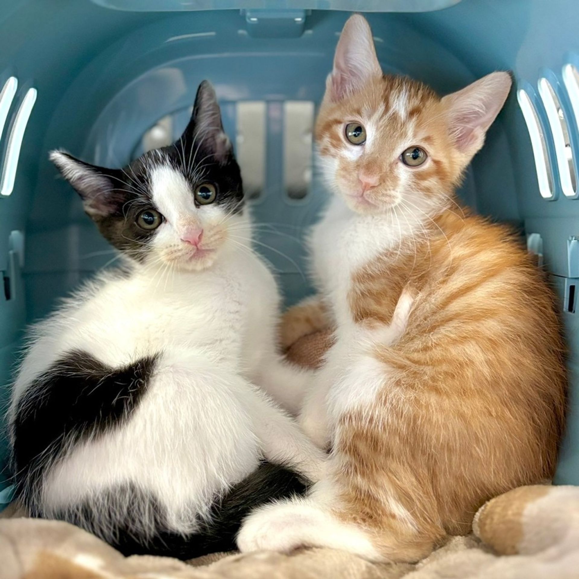 雑種（ミックス猫）・オスの里親募集の写真