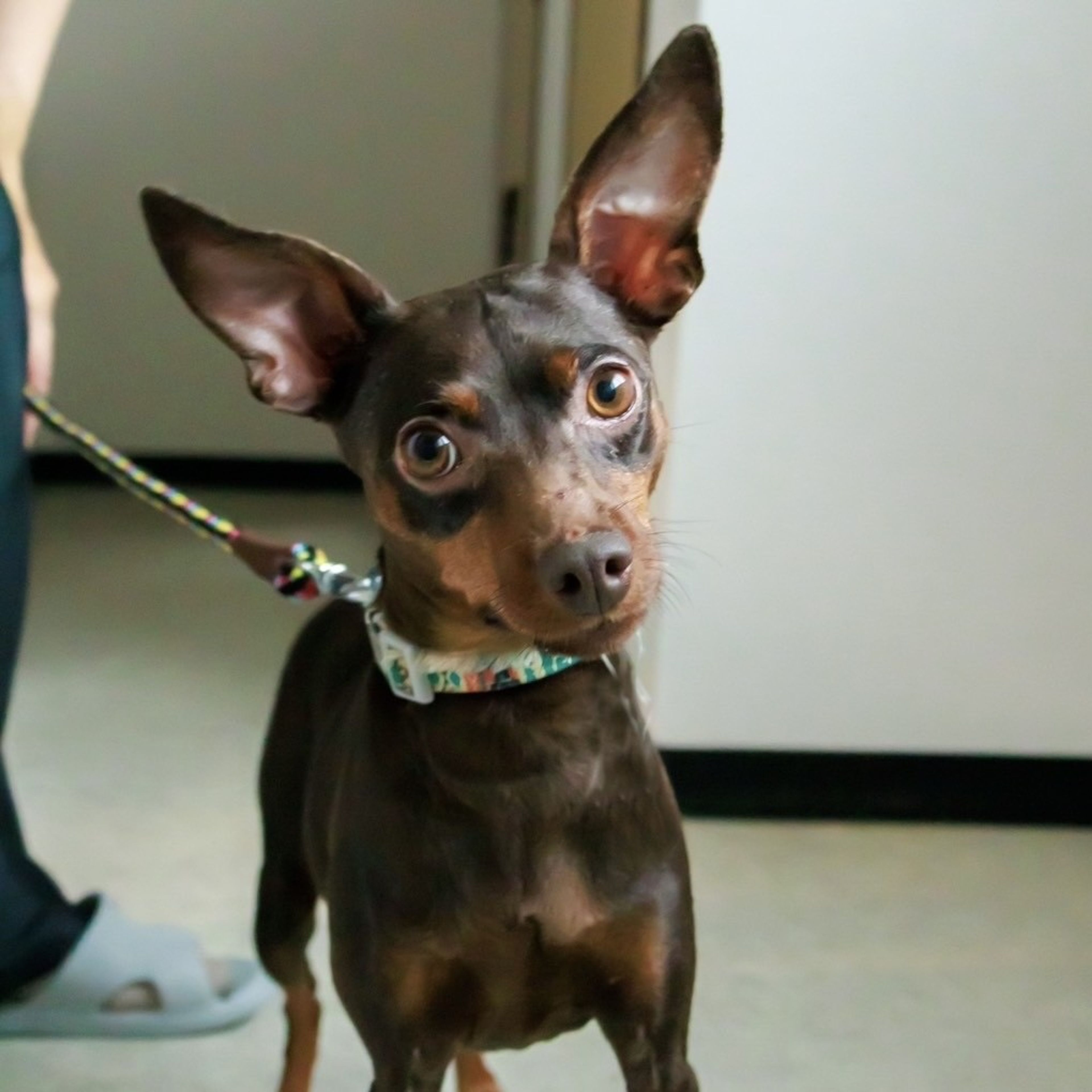 pet-image-2