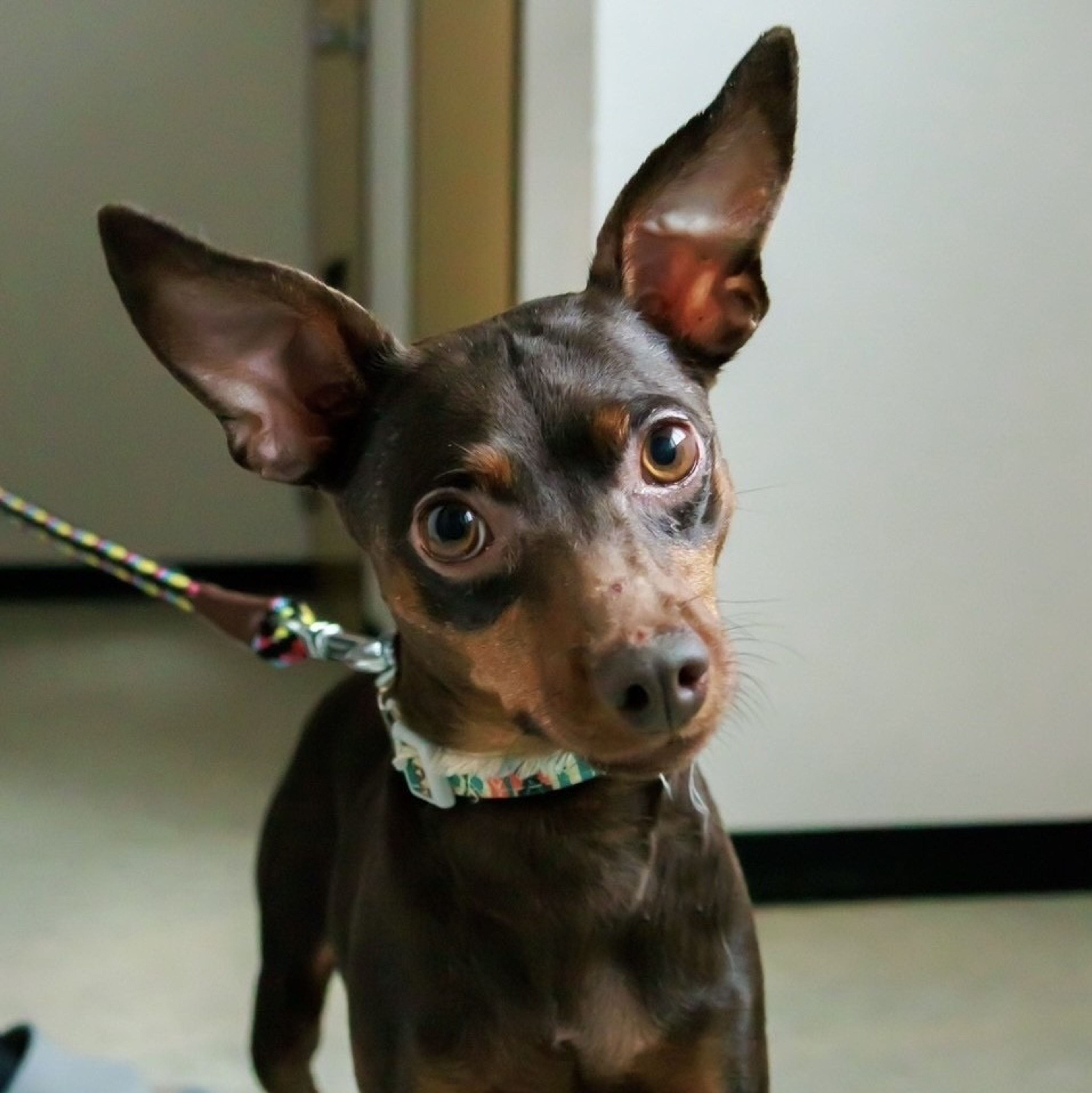 pet-image-4