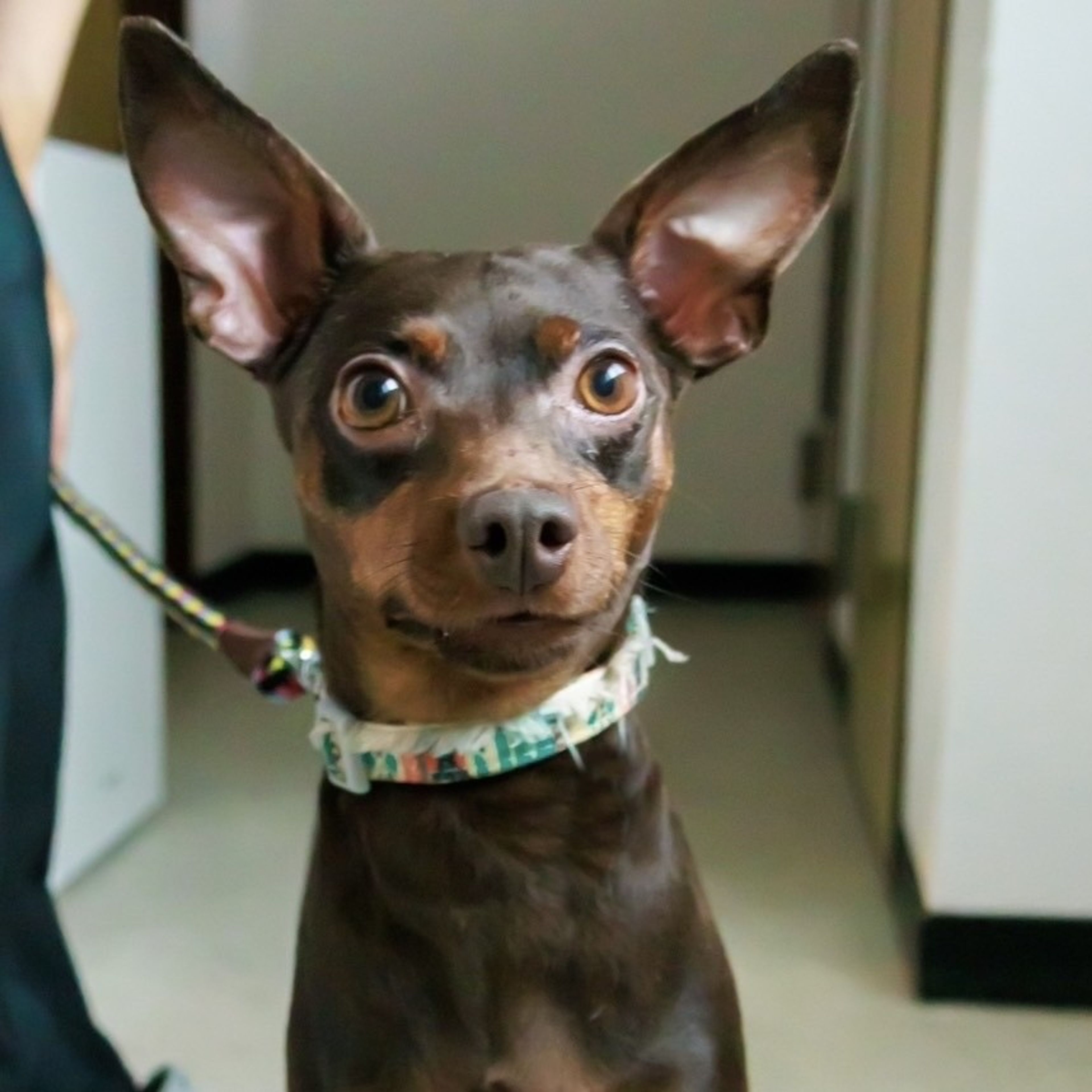 pet-image-3