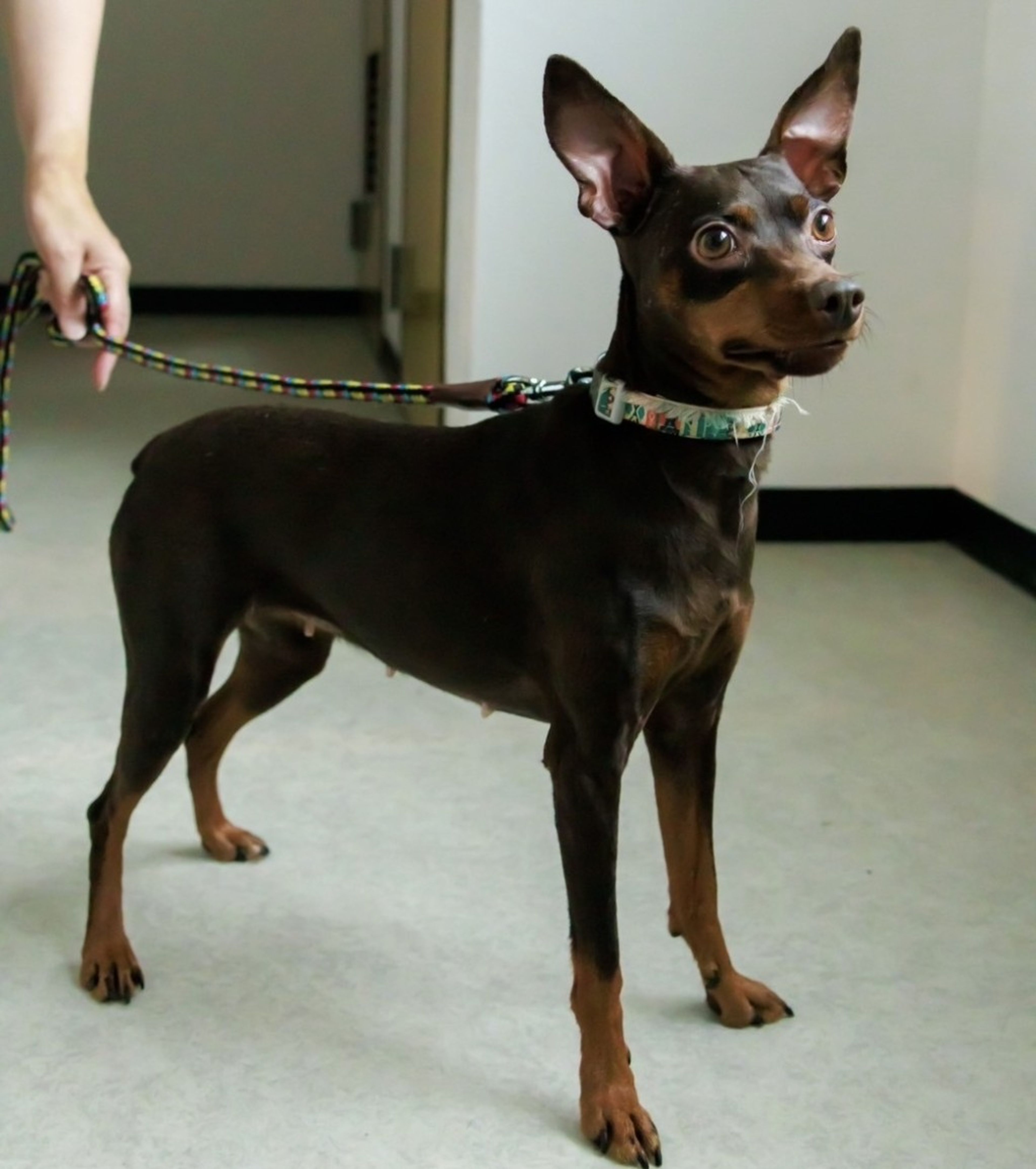 pet-image-5