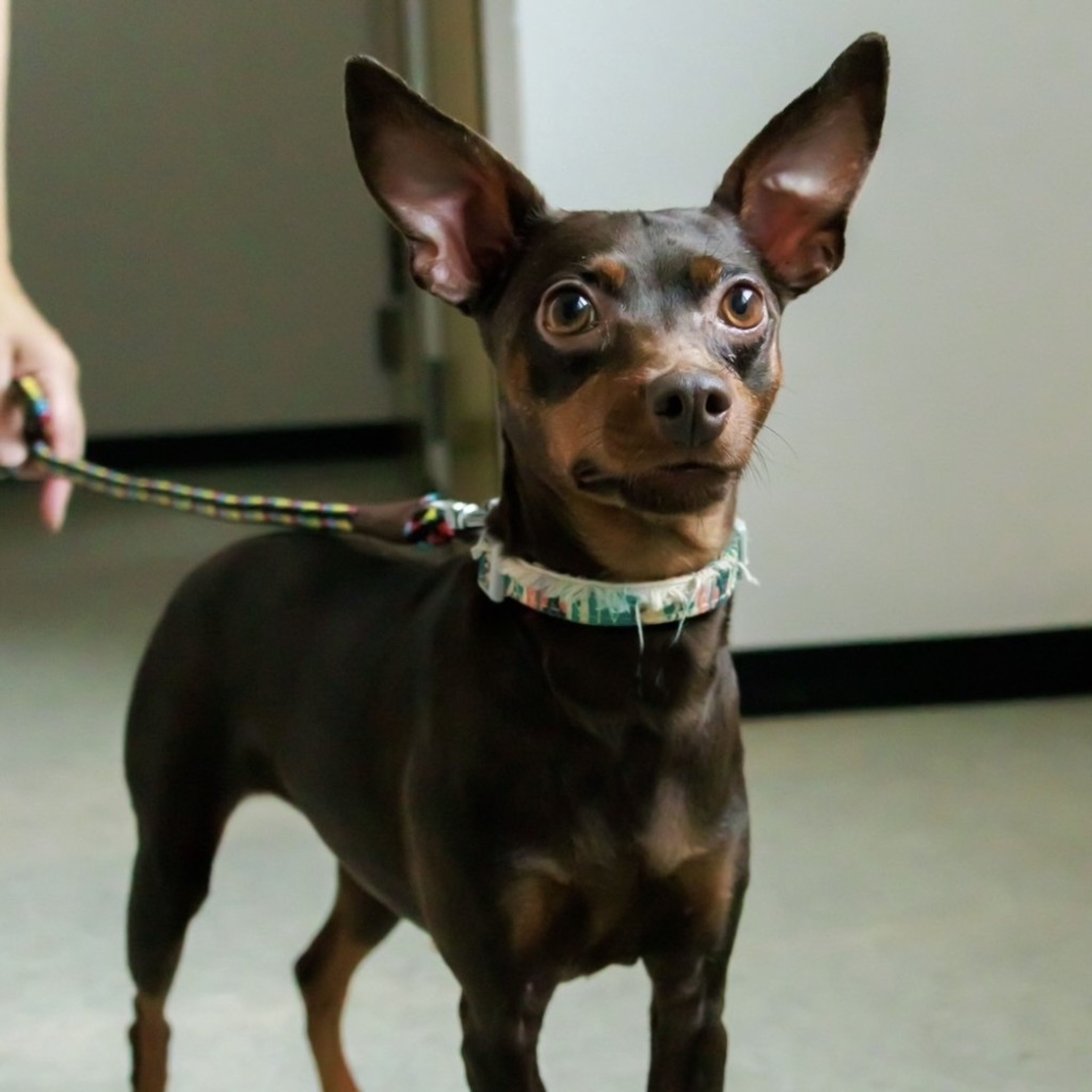 pet-image-7