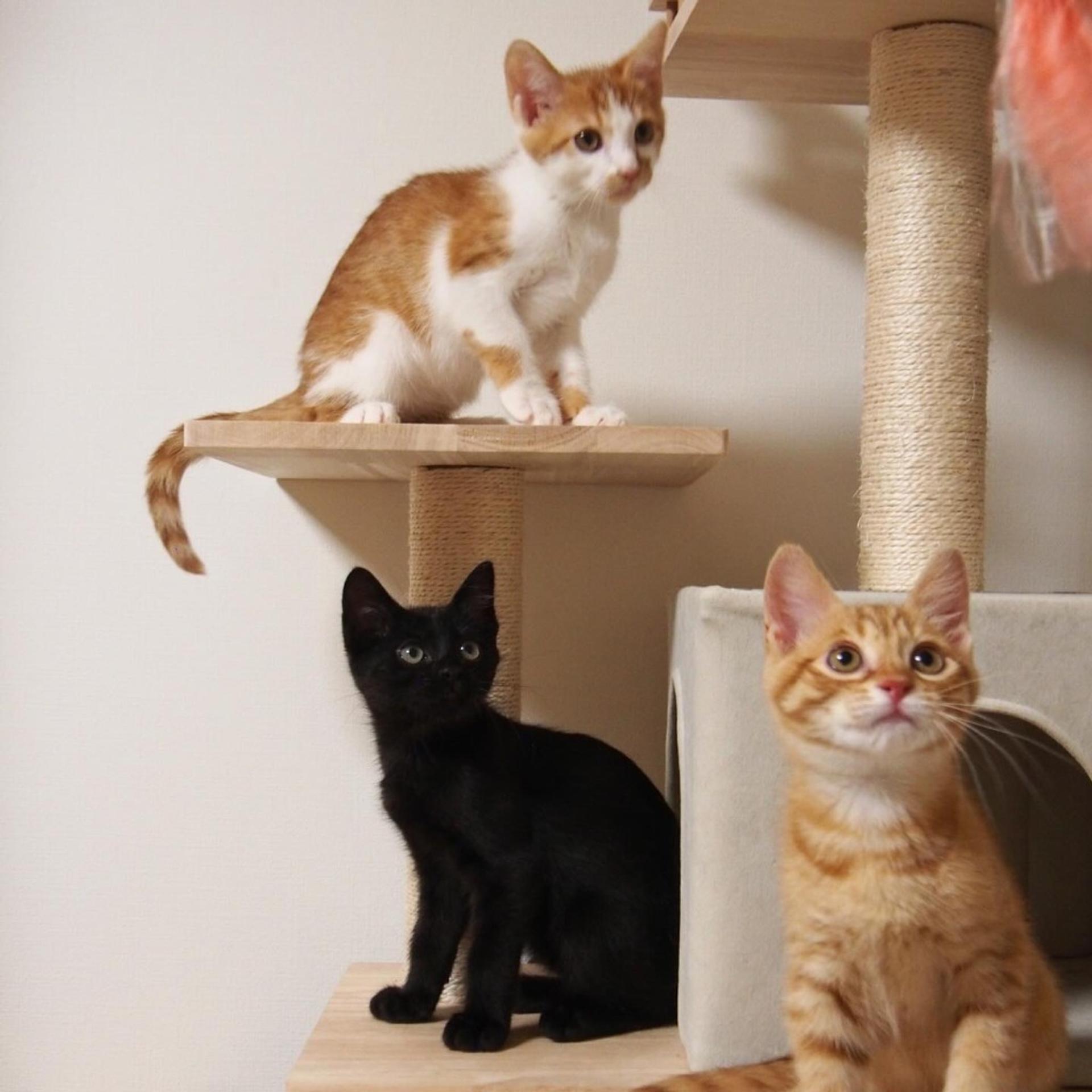 pet-image-7