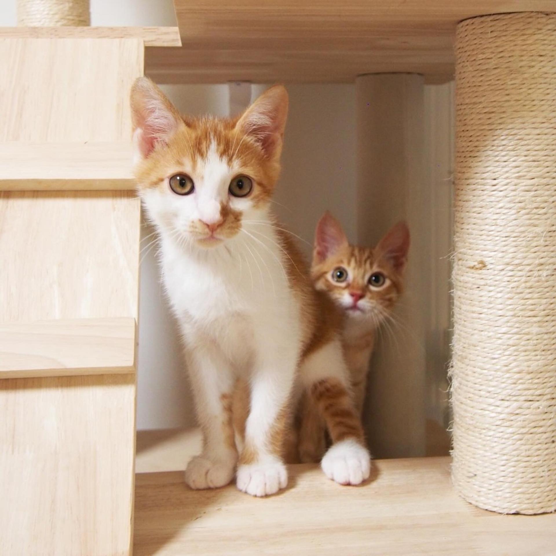 pet-image-8