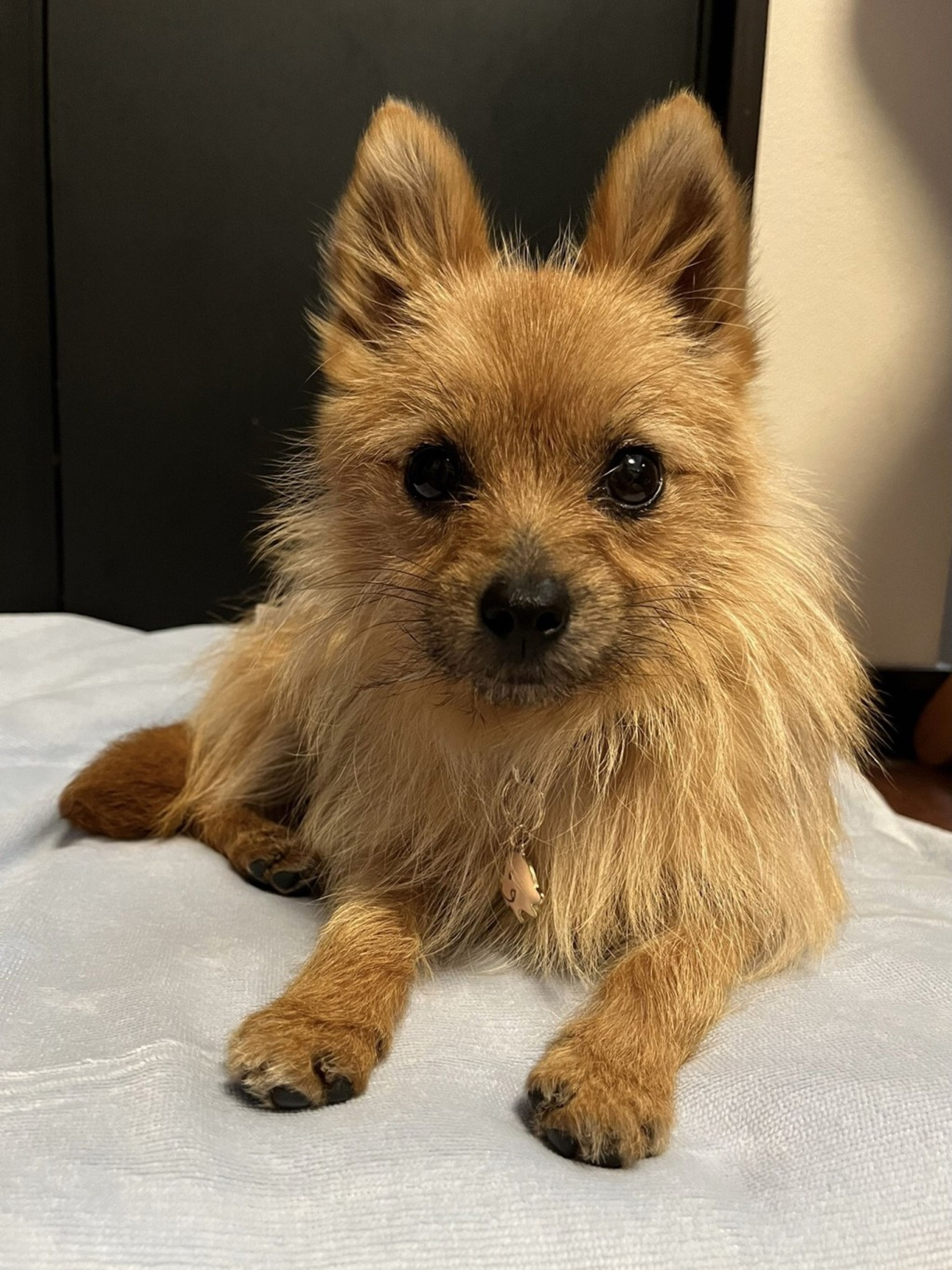 雑種（ミックス犬）・メスの里親募集の写真