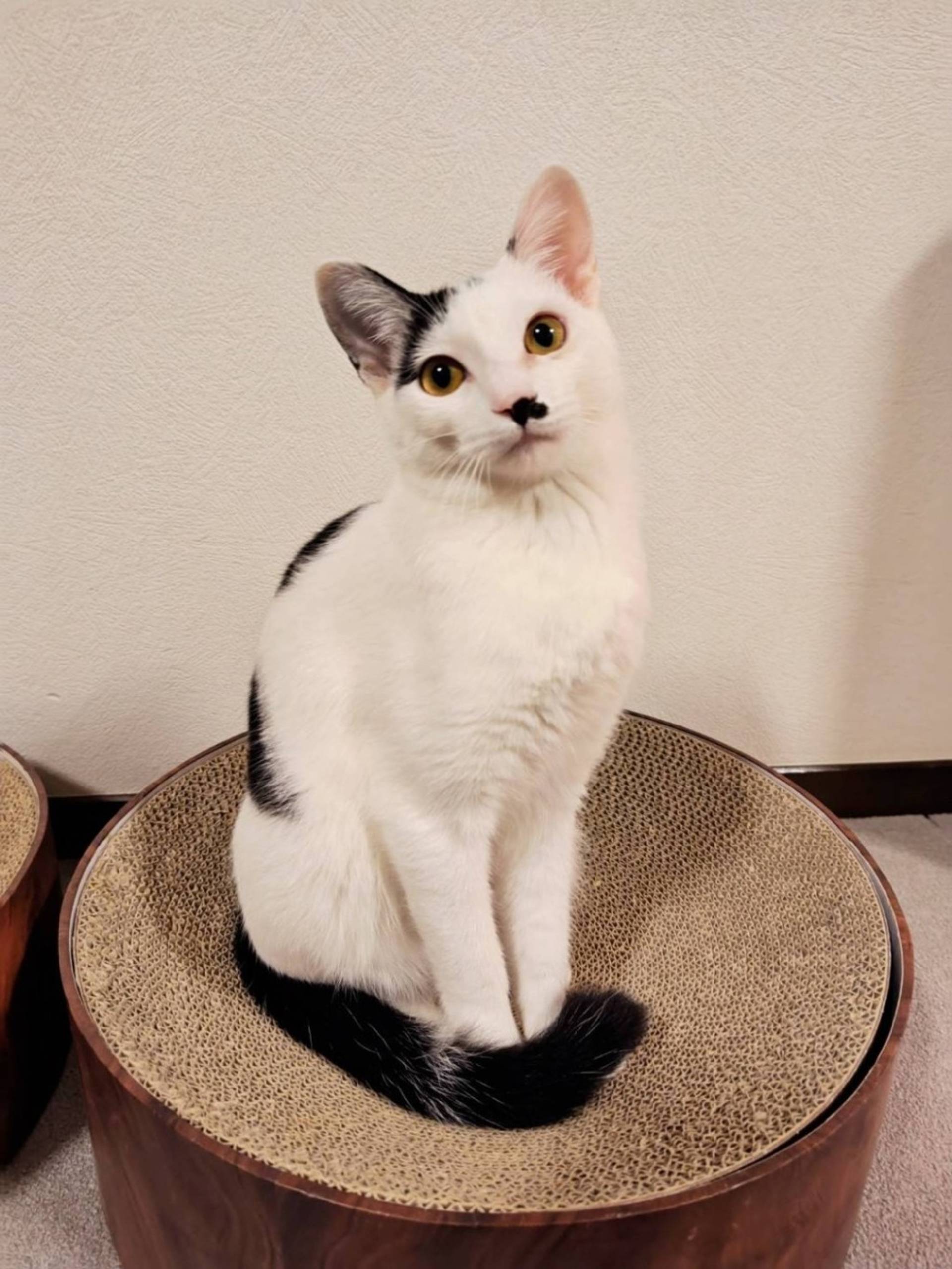 雑種（ミックス猫）・メスの里親募集の写真