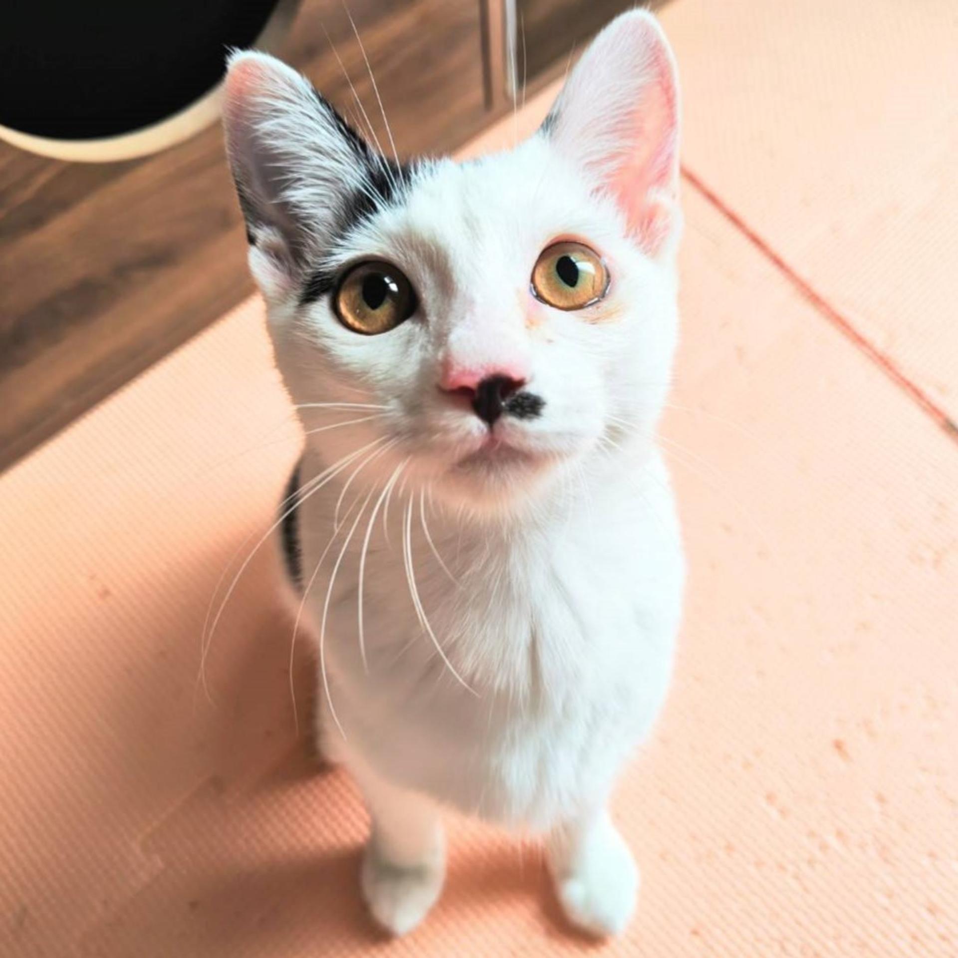 pet-image-6