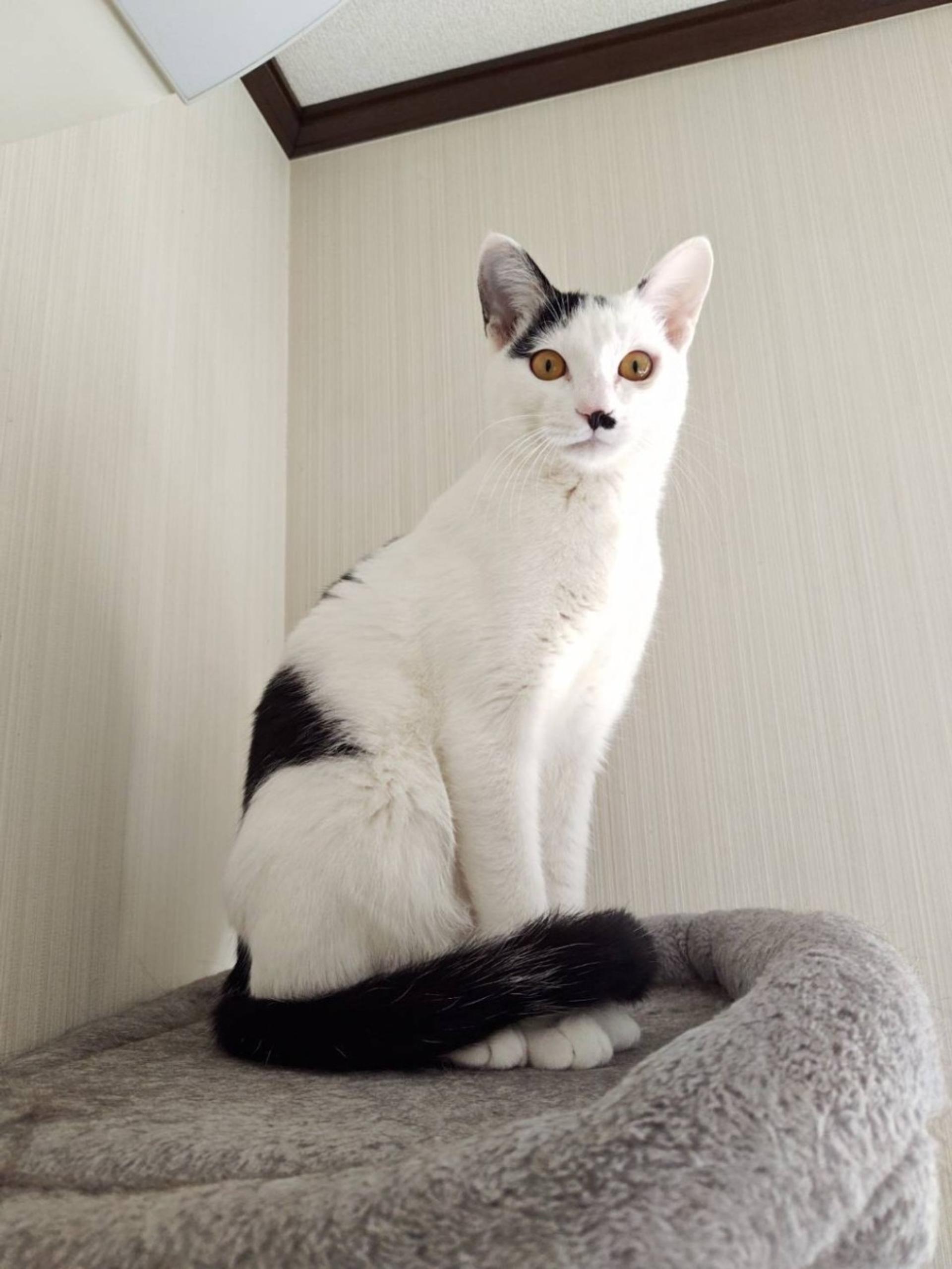 pet-image-3