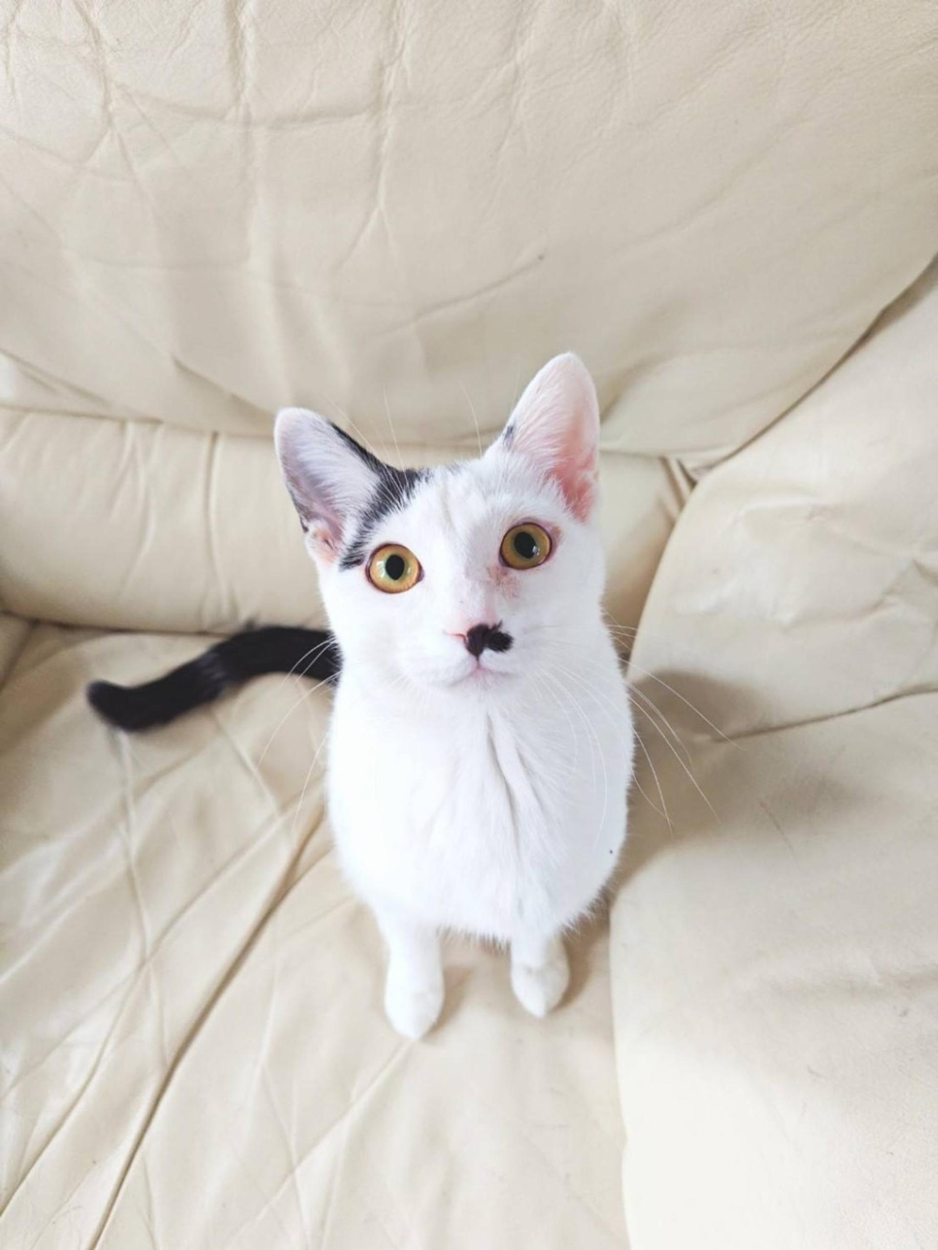 pet-image-5